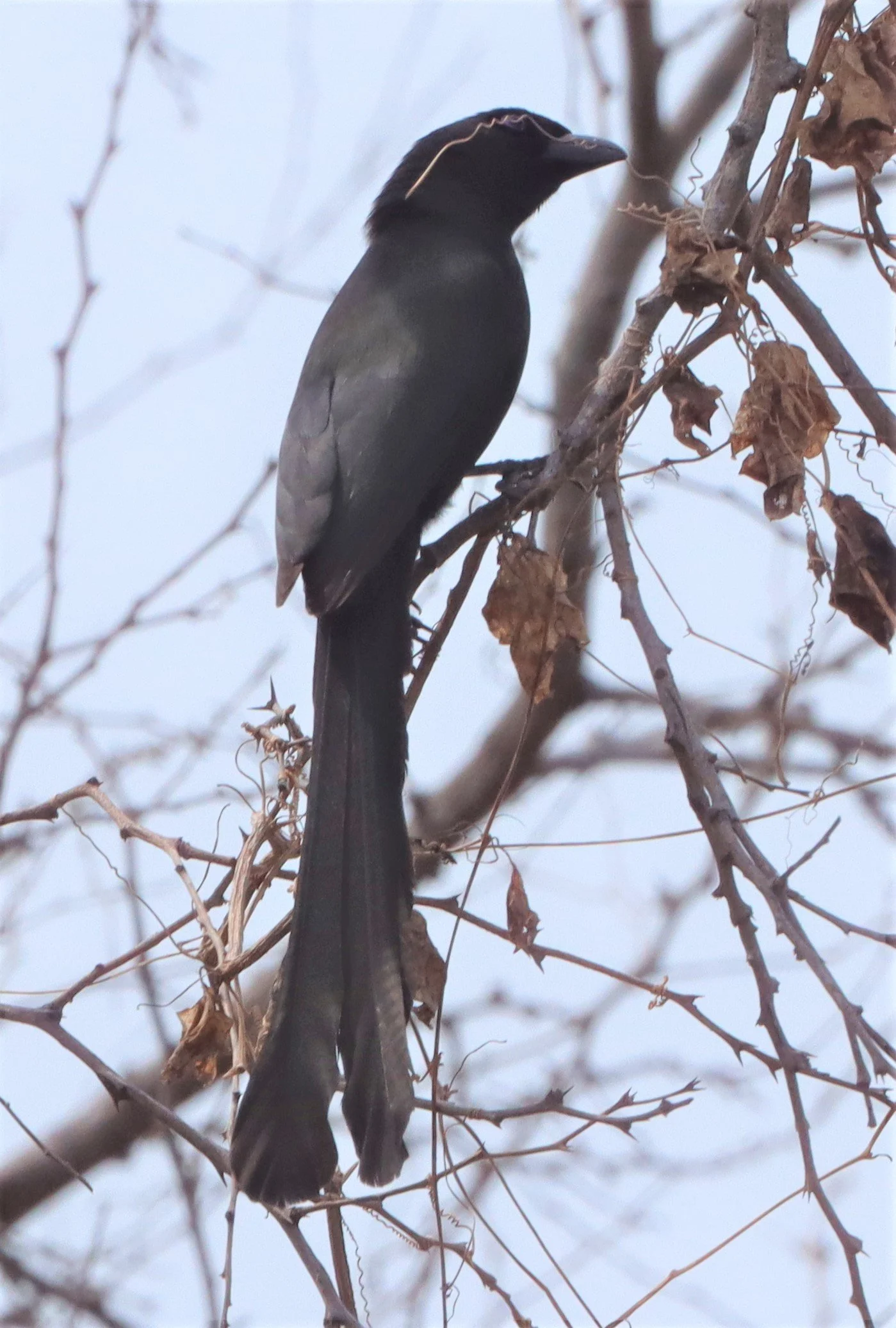 Racquet-tailed Treepie (Crypsirina temia)