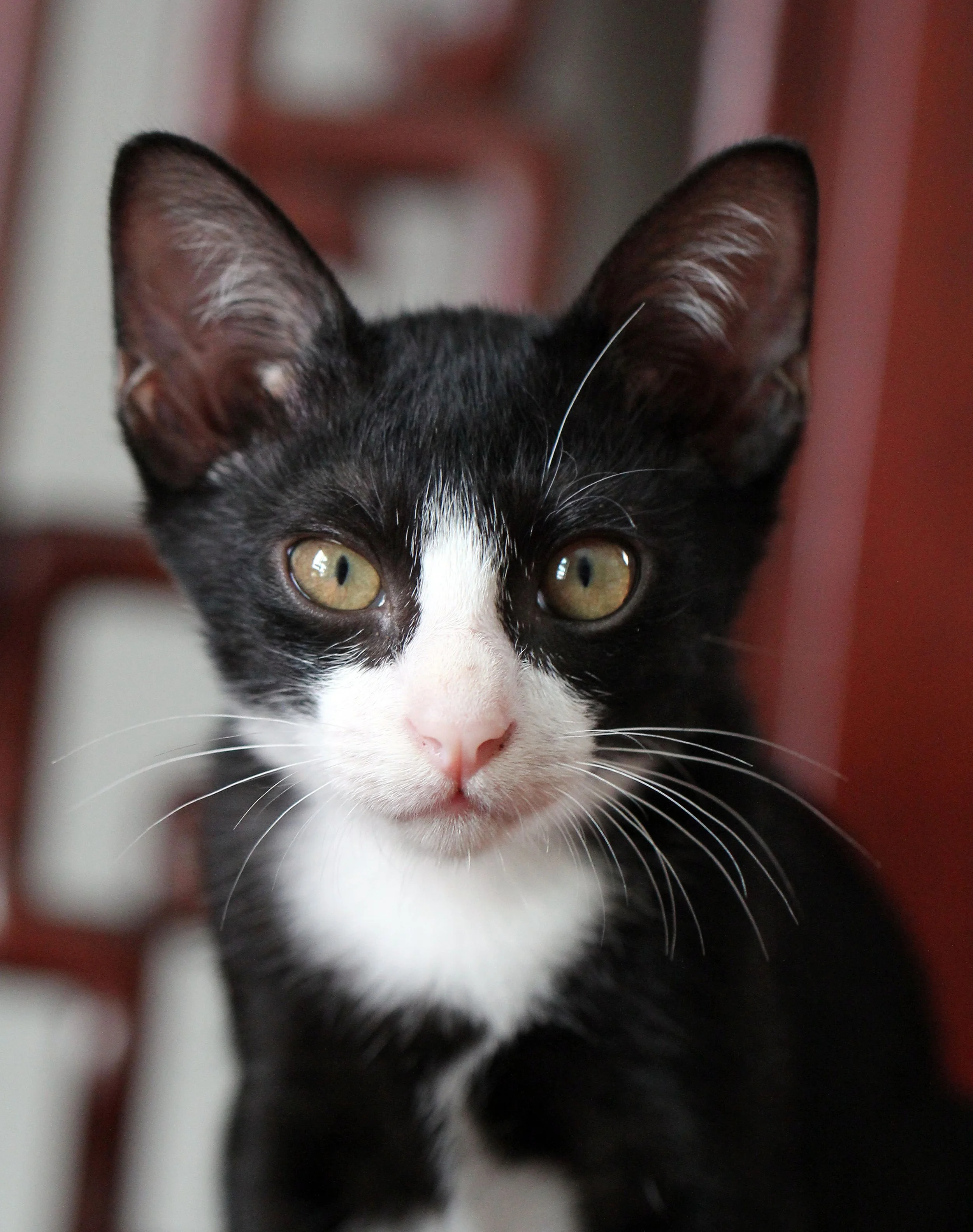 2015 Cats - Ukura & Jean Luc (21).JPG