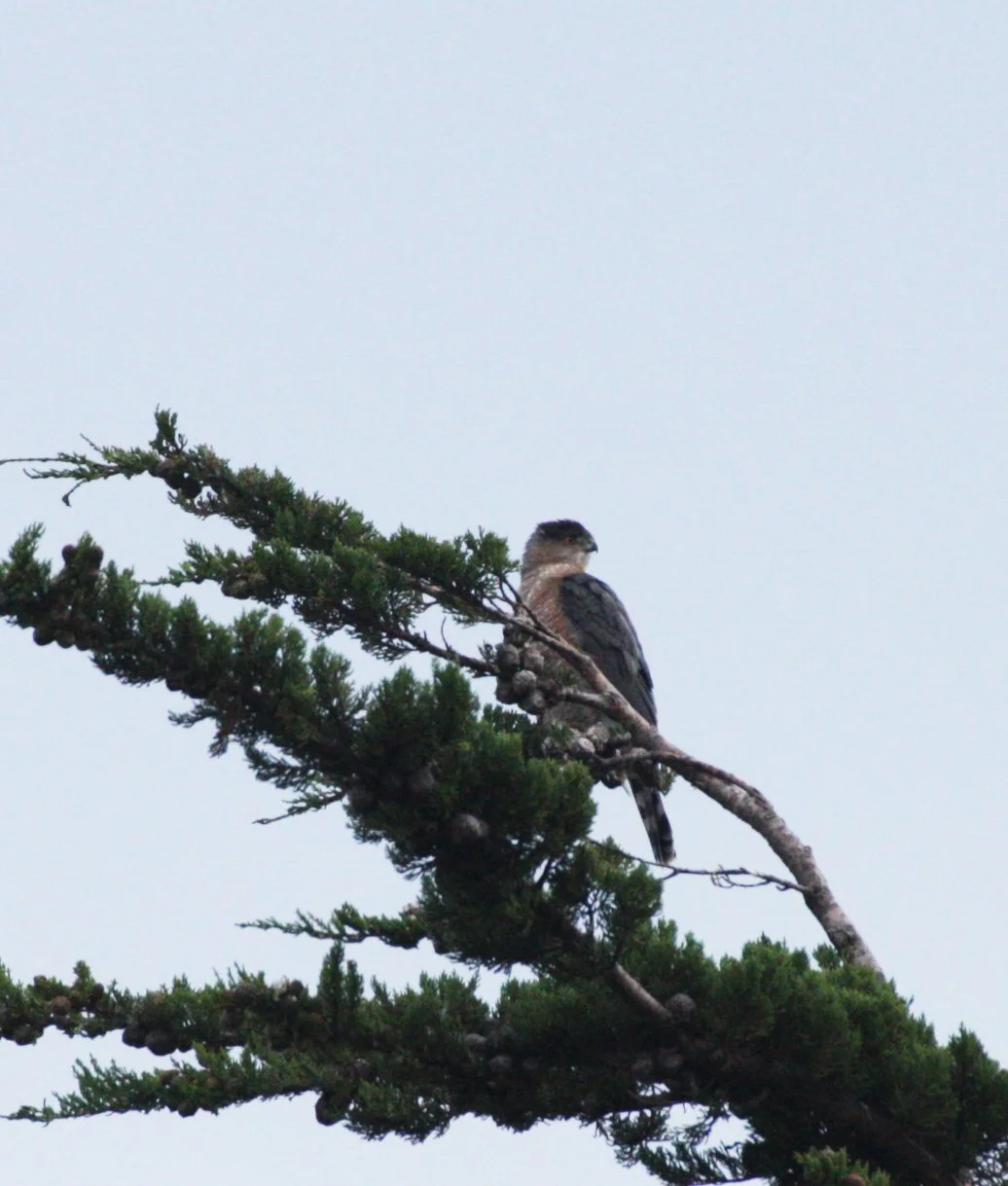 Accipiter cooperii - COOPERS HAWK - SEQUIM PRAIRIE (10).JPG