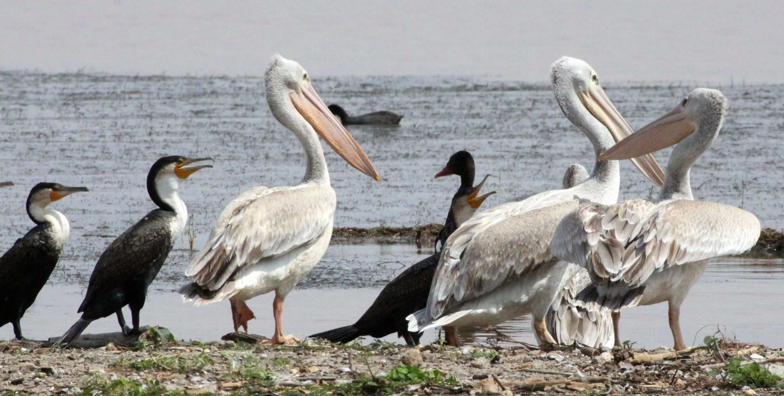 Pelecanus rufescens - PINK-BACKED PELICAN - ABIATA-SHALLA NATIONAL PARK ETHIOPIA.JPG