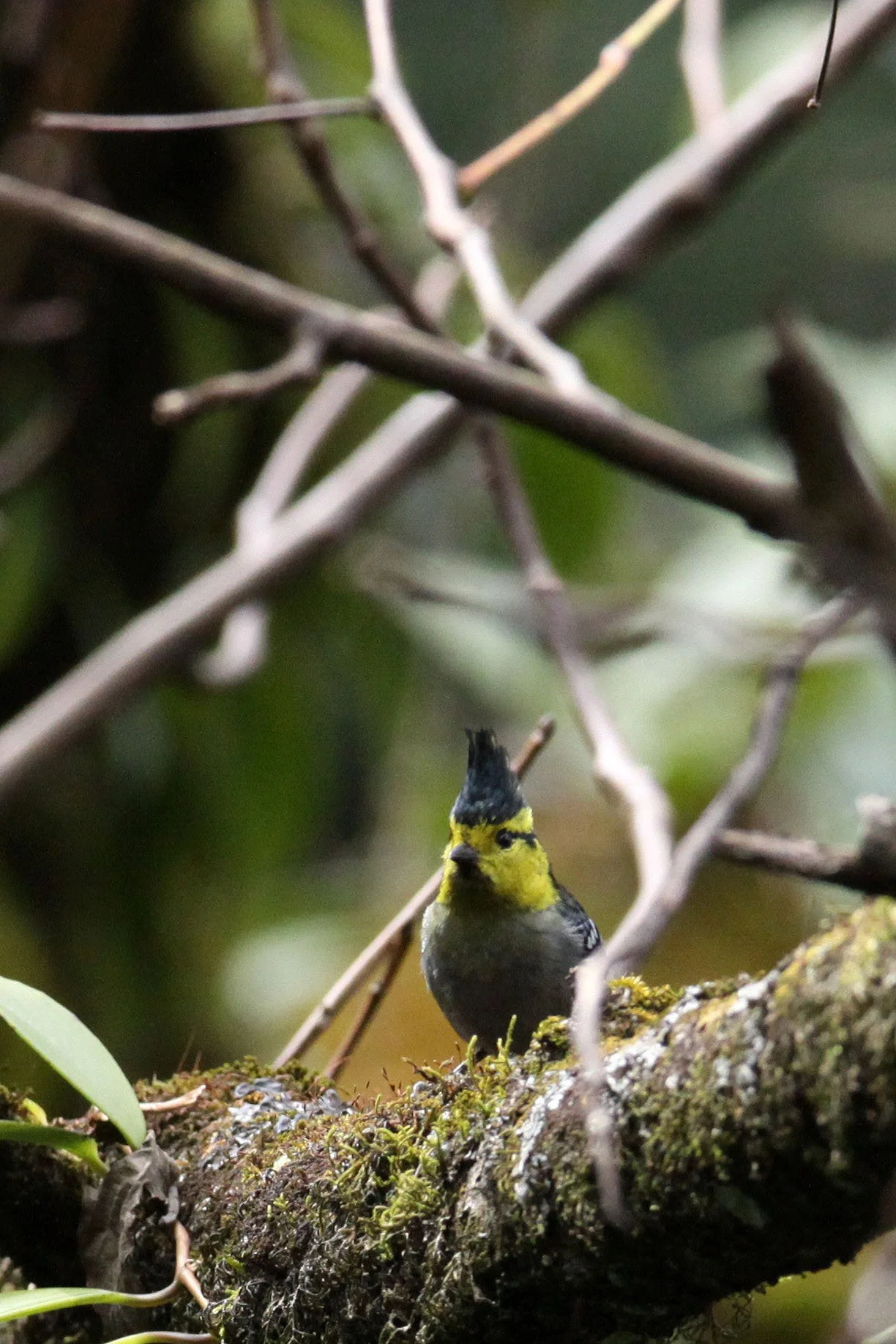 Yellow-cheeked Tit (Machlolophus spilonotus) Wuliangshan Nature Reserve, Yunnan China (1).JPG