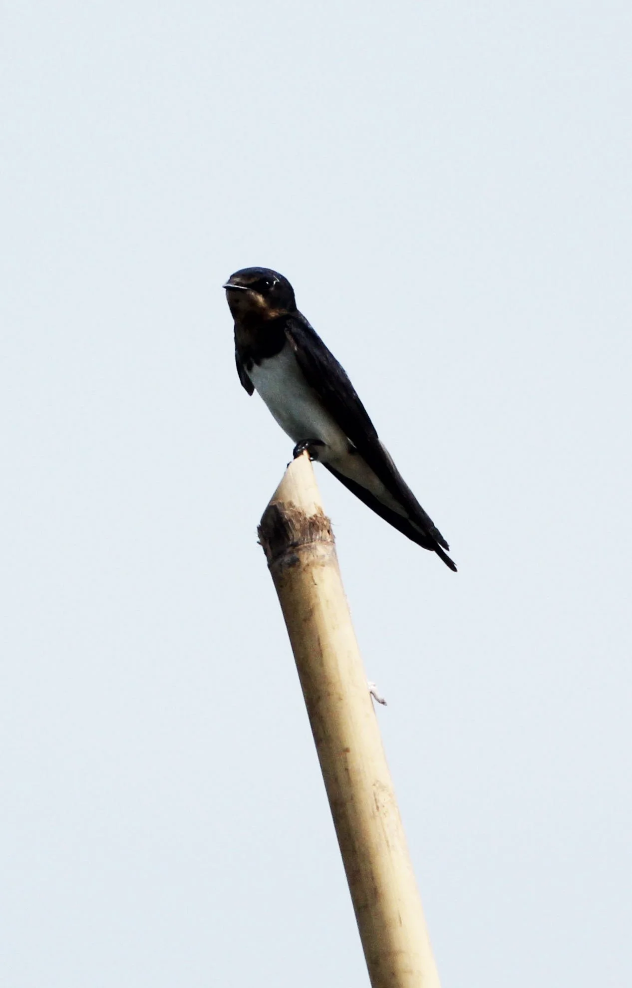 Pacific Swallow (Hirundo tahitica) Kok Kham Machachai Salt Ponds (1).JPG