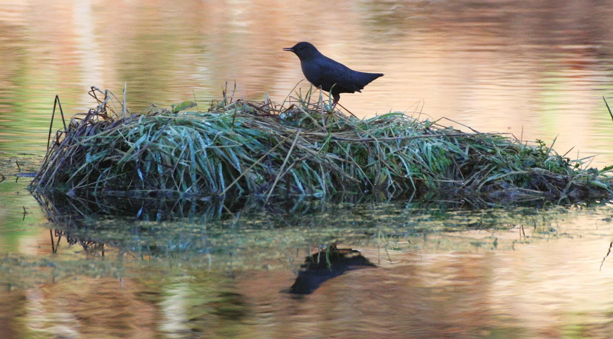 American dipper (Cinclus mexicanus) Hoh Rainforest Washington State (34).JPG