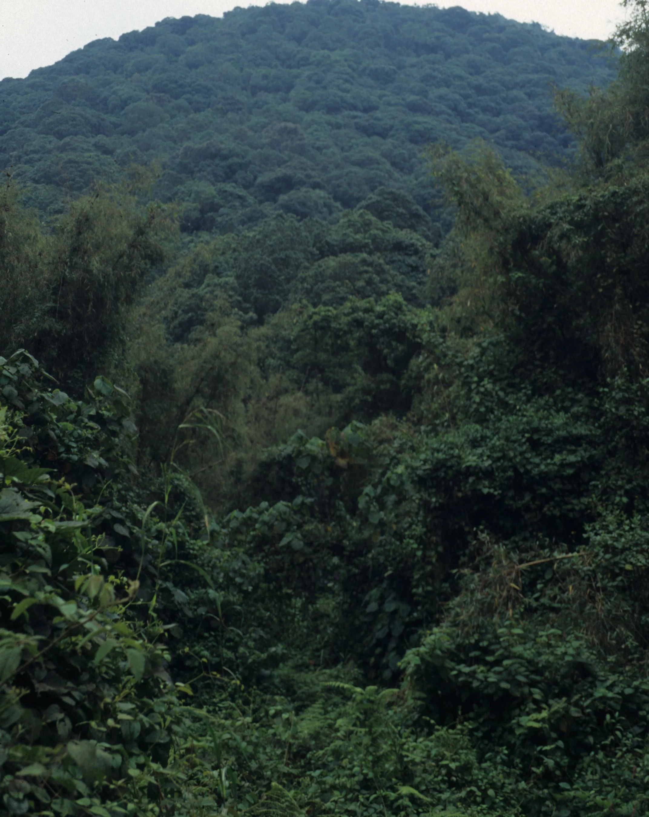RWANDA - PARC DU VULCANS - FOREST.jpg