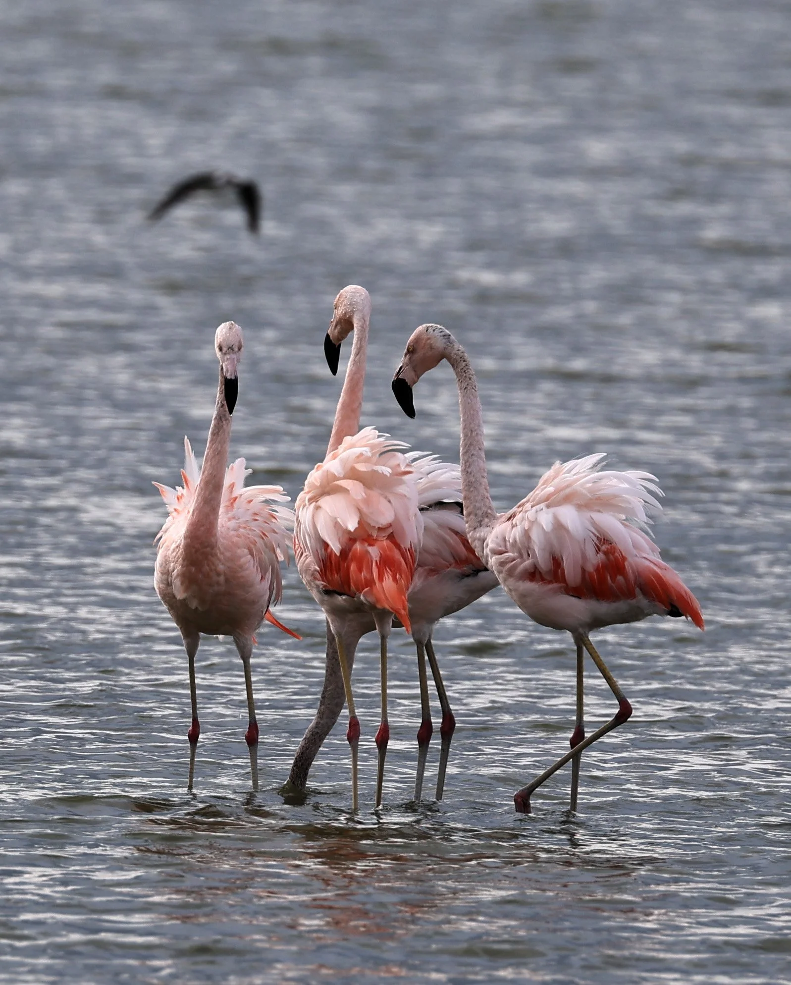 Chilean Flamingo (Phoenicopterus chilensis) Chaco Lodge & Laguna Salada Paraguay (31).jpg