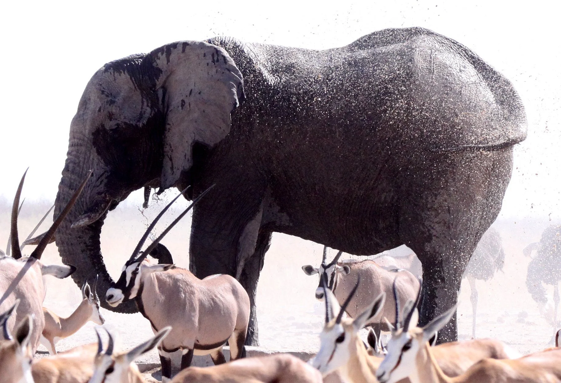 ELEPHANT - AFRICAN ELEPHANT - ETOSHA NATIONAL PARK NAMIBIA (35).JPG