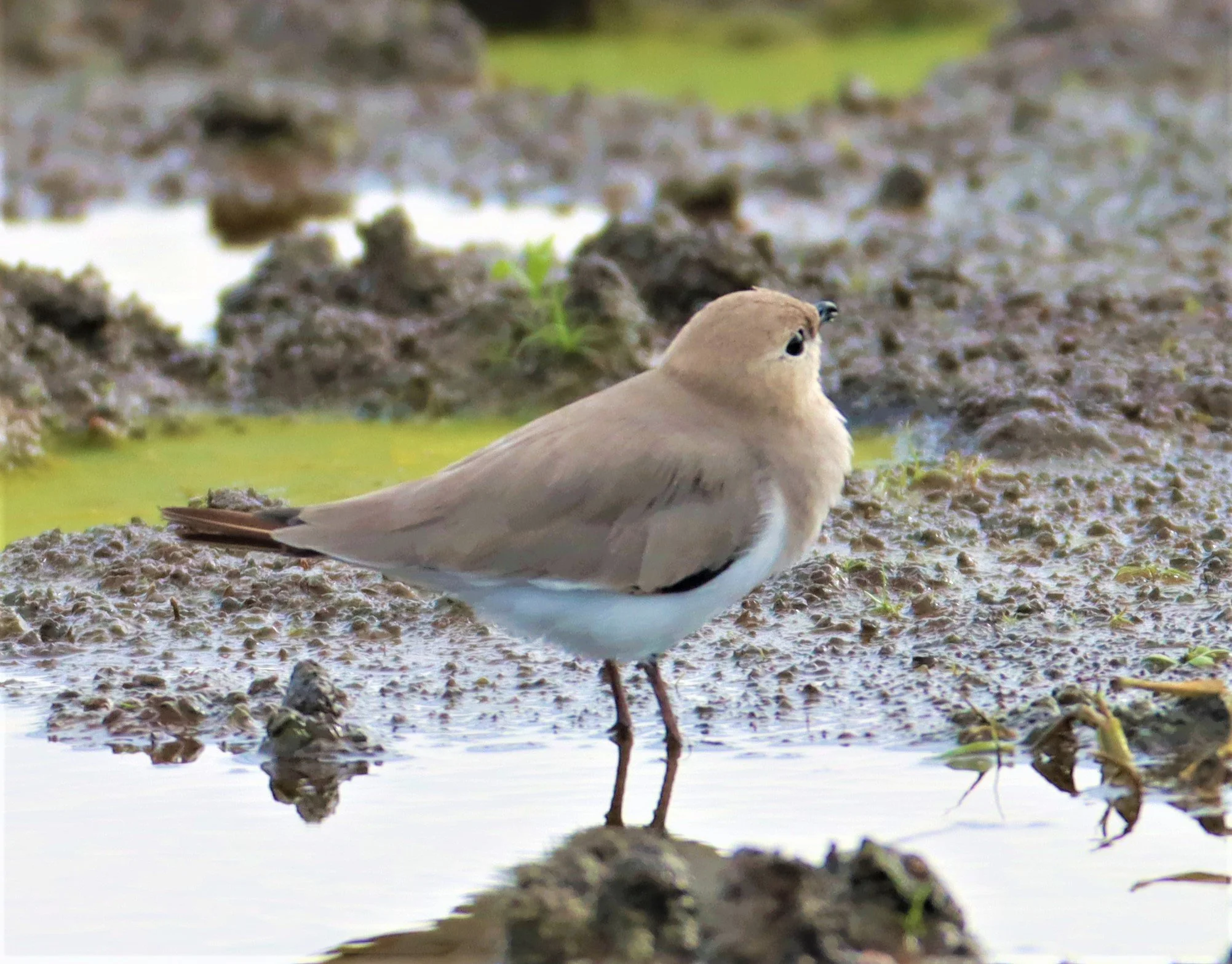 PRATINCOLE - SMALL PRATINCOLE - Glareola lactea - BANG KHAEM NAKHON PATHOM (47).jpg