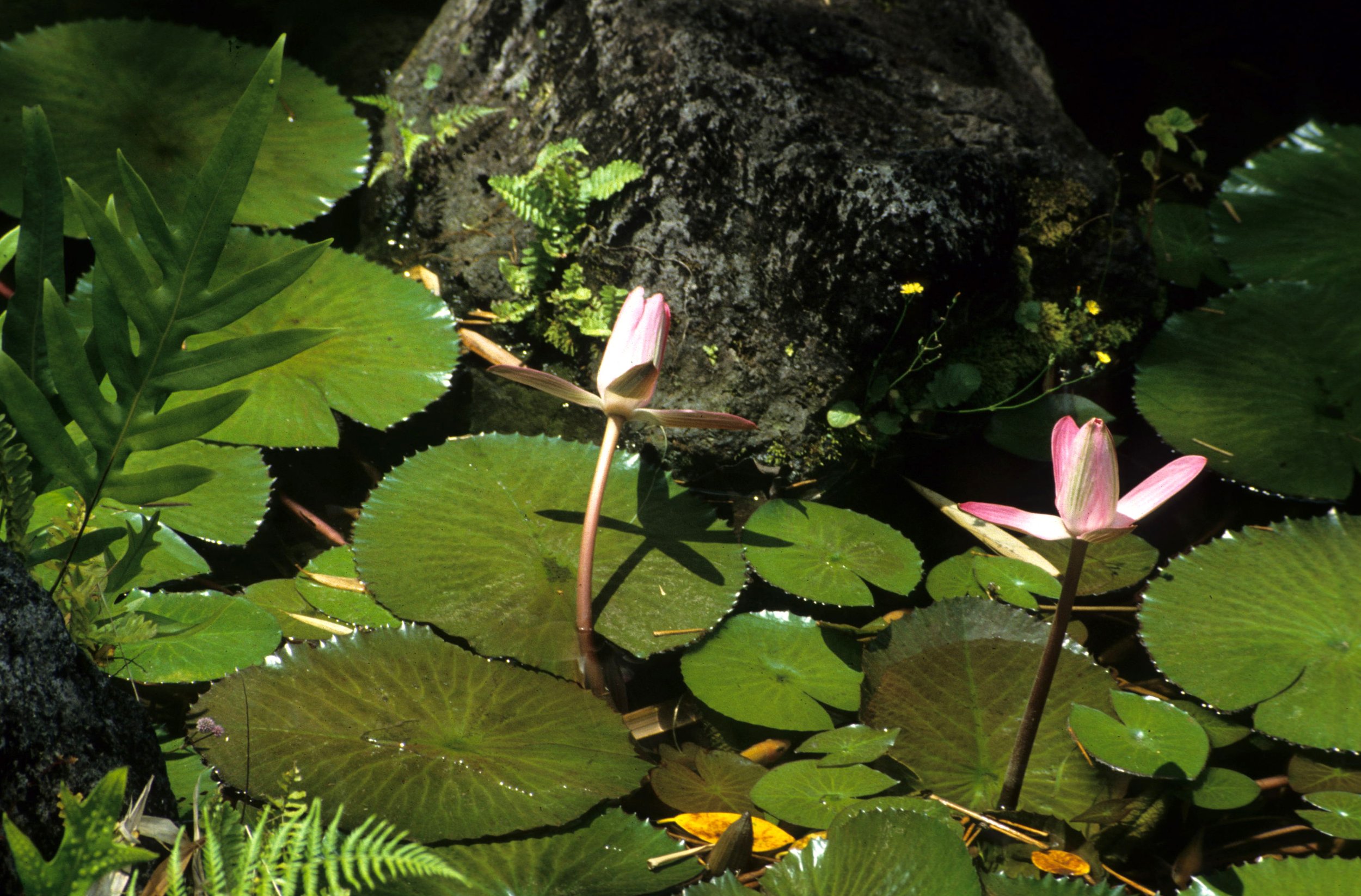 HAWAII - HAWAII - WATER LILY.jpg