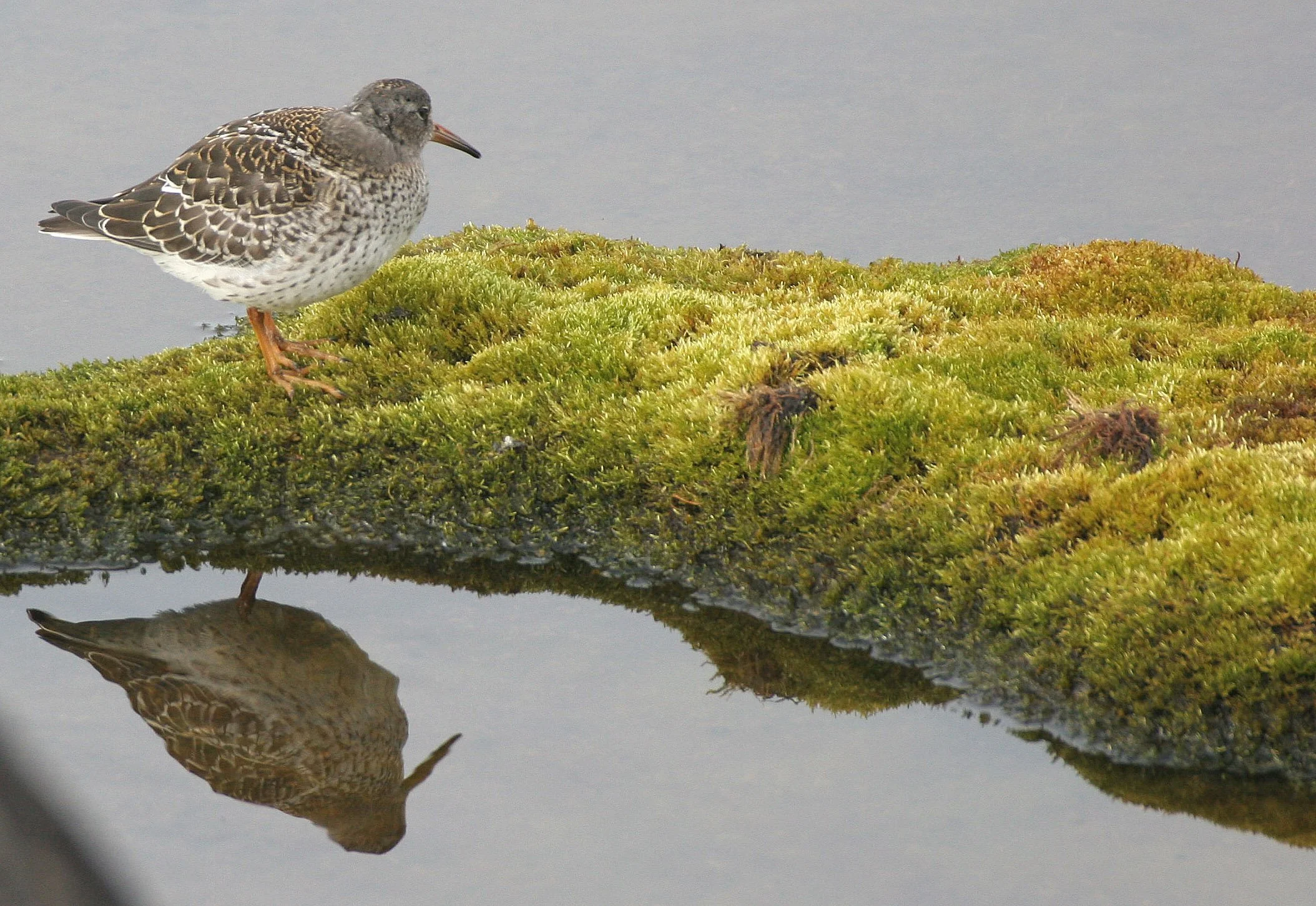 BIRD - SANDPIPER - PURPLE SANDPIPER - SVALBARD (20).jpg