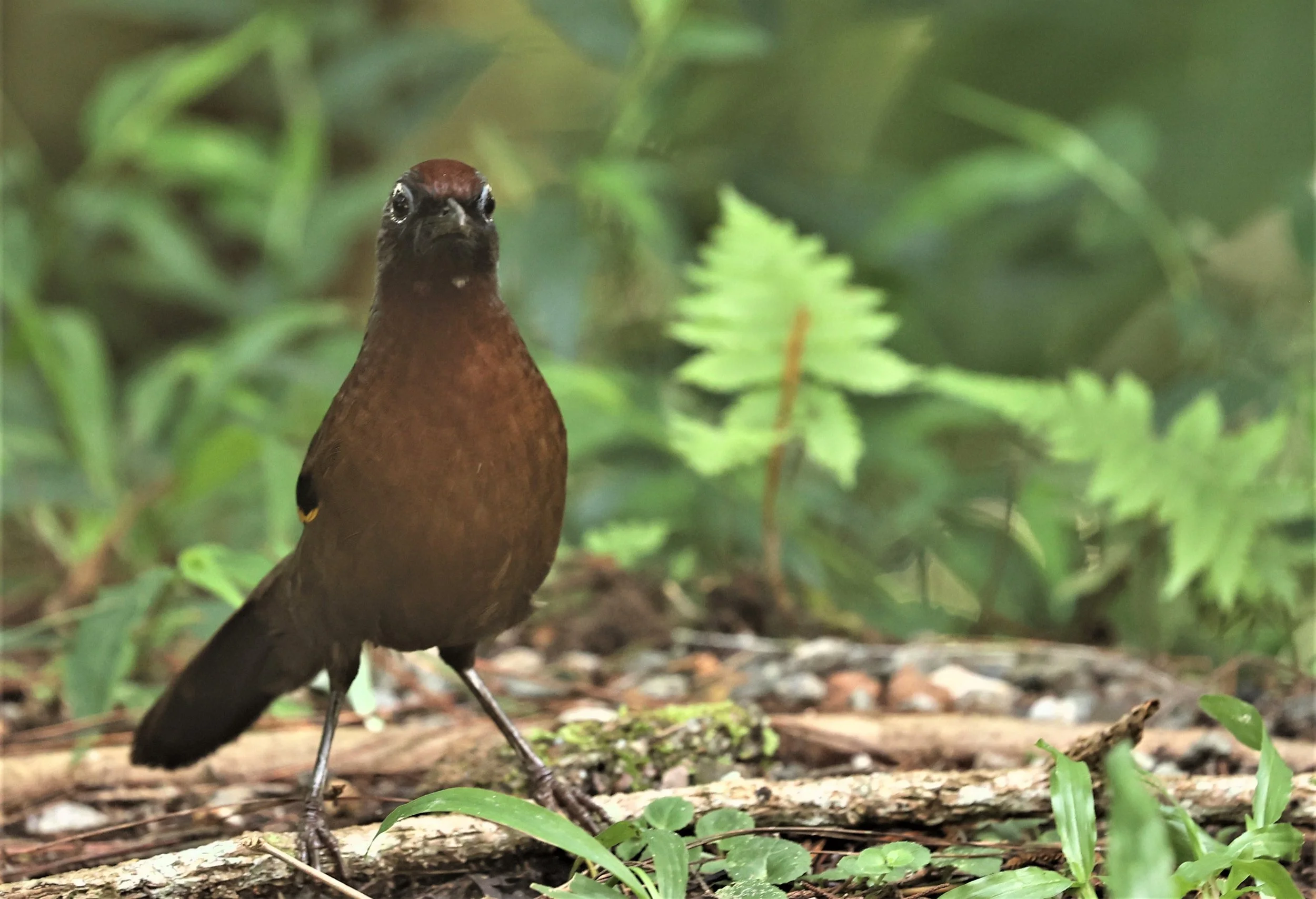 Trochalopteron peninsulae - MALAYAN LAUGHINGTHRUSH - FRASER'S HILL, MALAYSIA JUNE 2022 (7).jpg