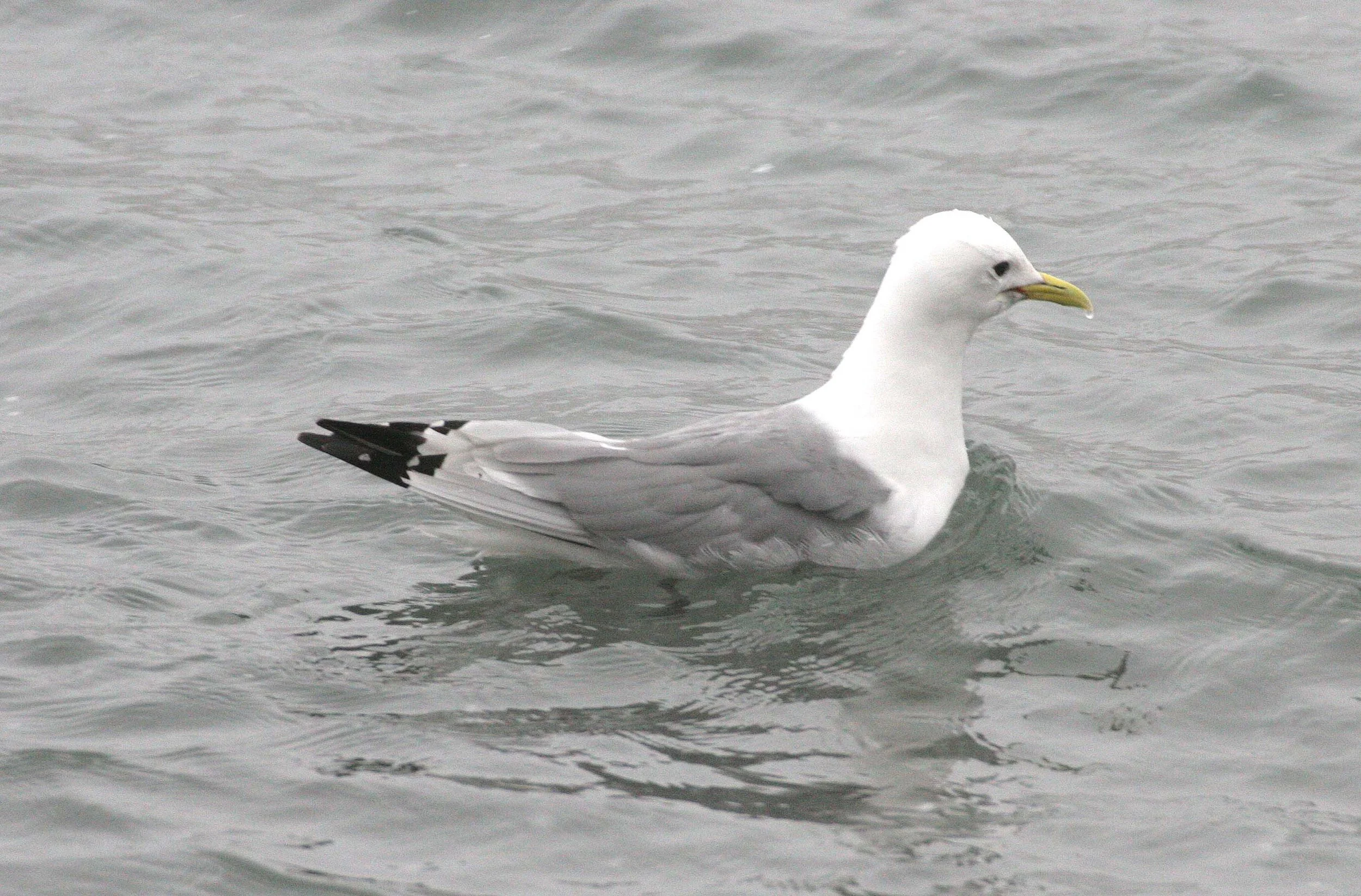 BIRD - KITTIWAKE - BLACK-LEGGED - SVALBARD (16).jpg