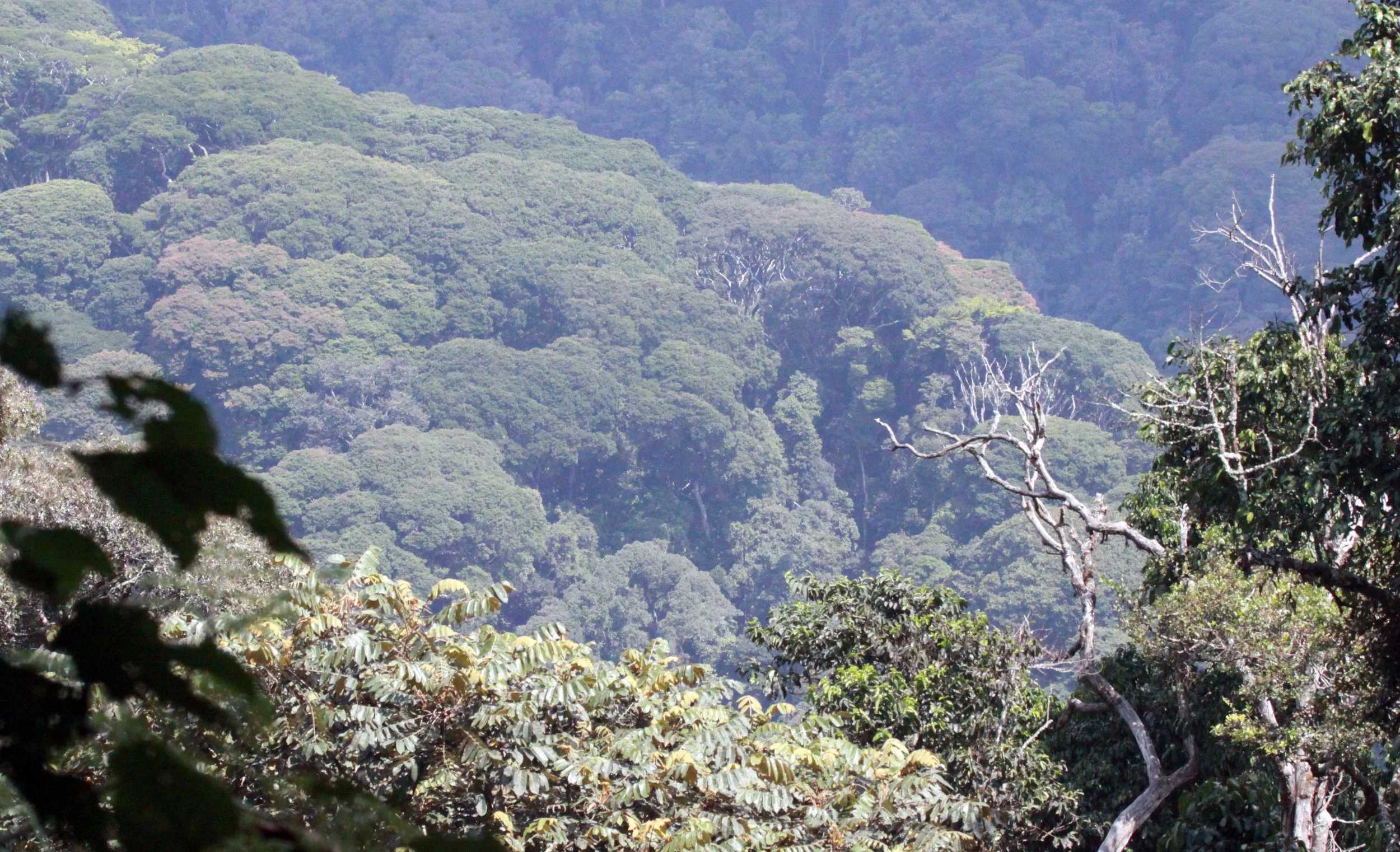 NYUNGWE NATIONAL PARK RWANDA (530).JPG