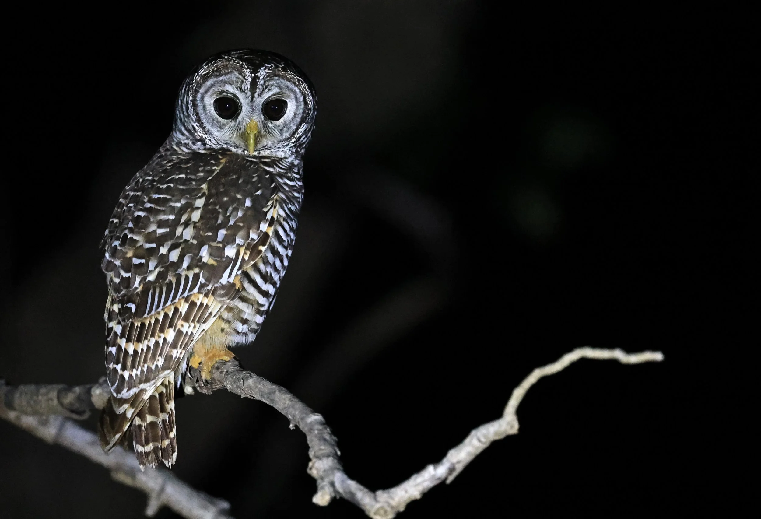 Chaco Owl (Strix chacoensis) Reserva Nueland  Selva Serena (30).jpg