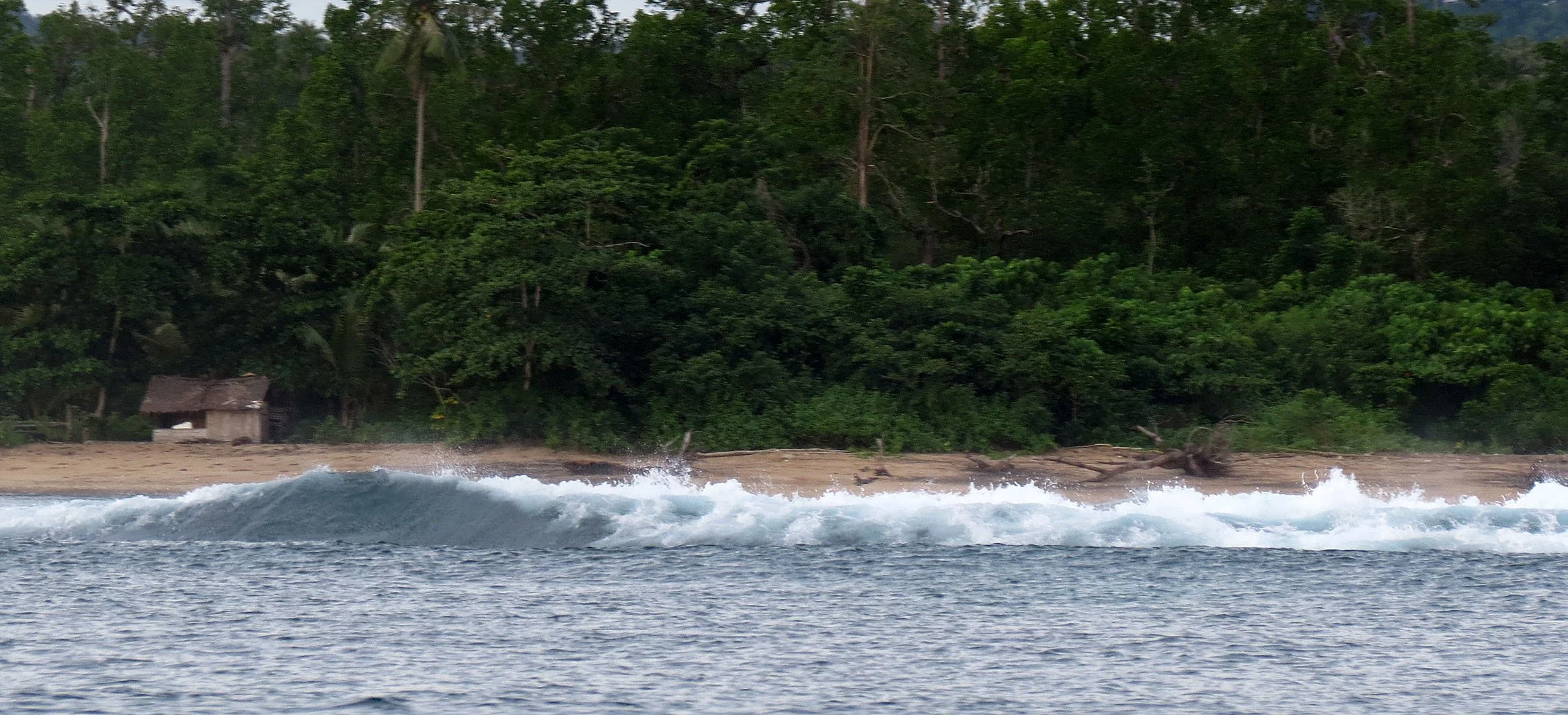 TANGKOKO NATIONAL PARK, SULAWESI INDONESIA  (14).JPG