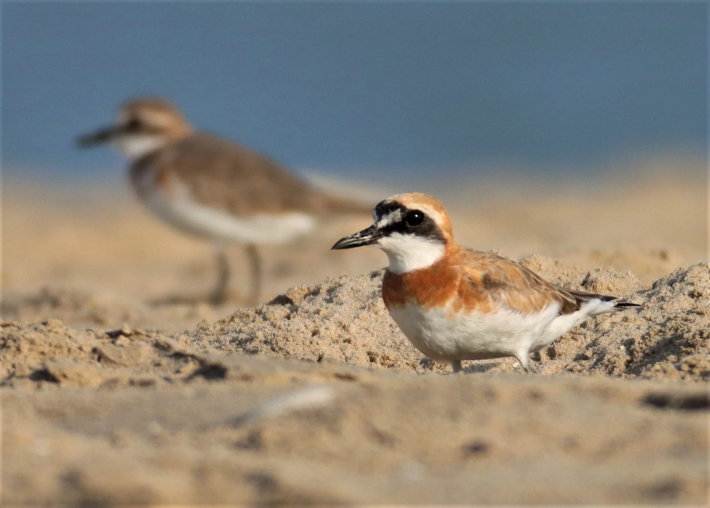 PLOVER - GREATER SAND-PLOVER -Charadrius leschenaultii - PAK THALE PETBURI (24).jpg
