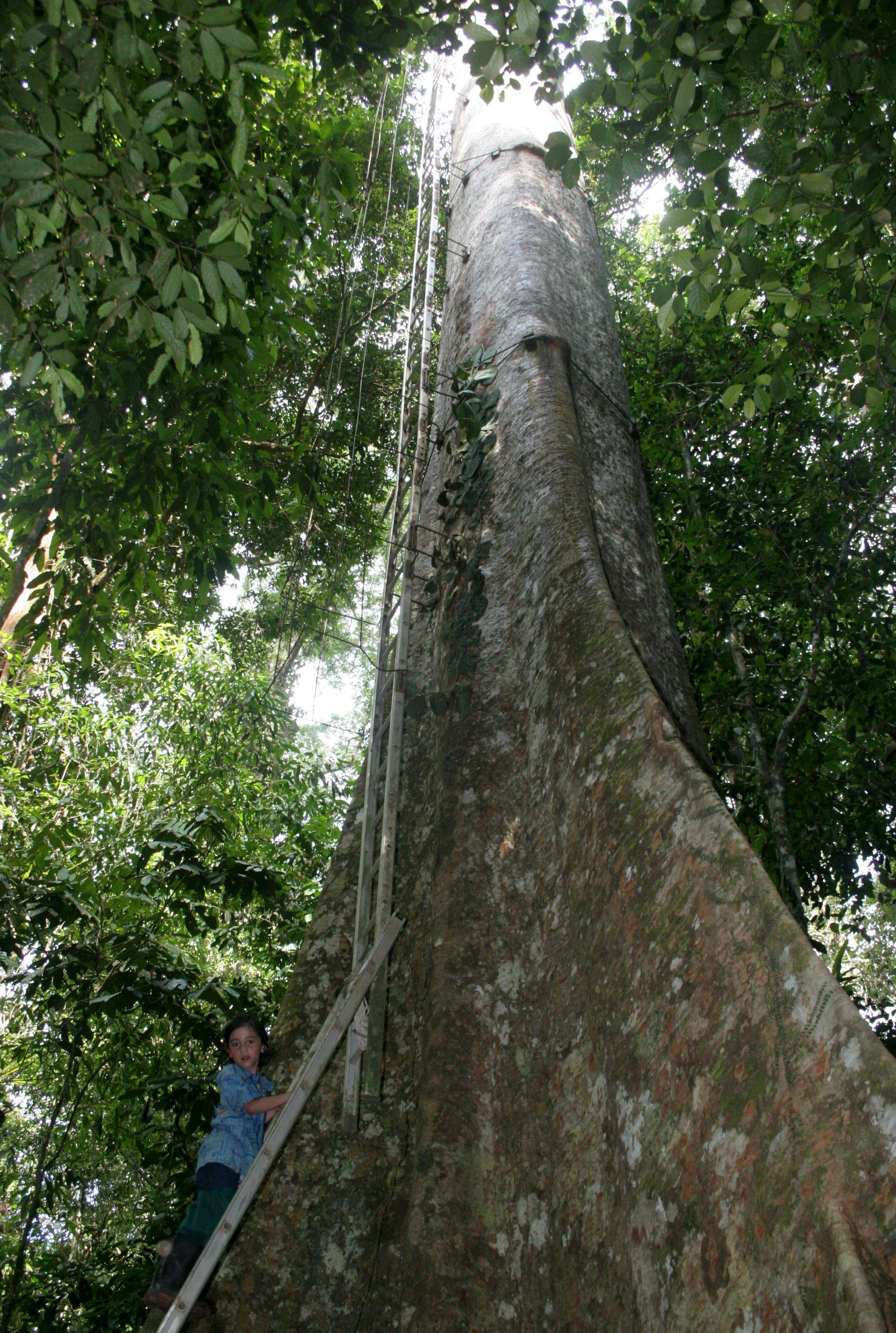 DANUM VALLEY BORNEO - TREE PLATFORM (4).JPG