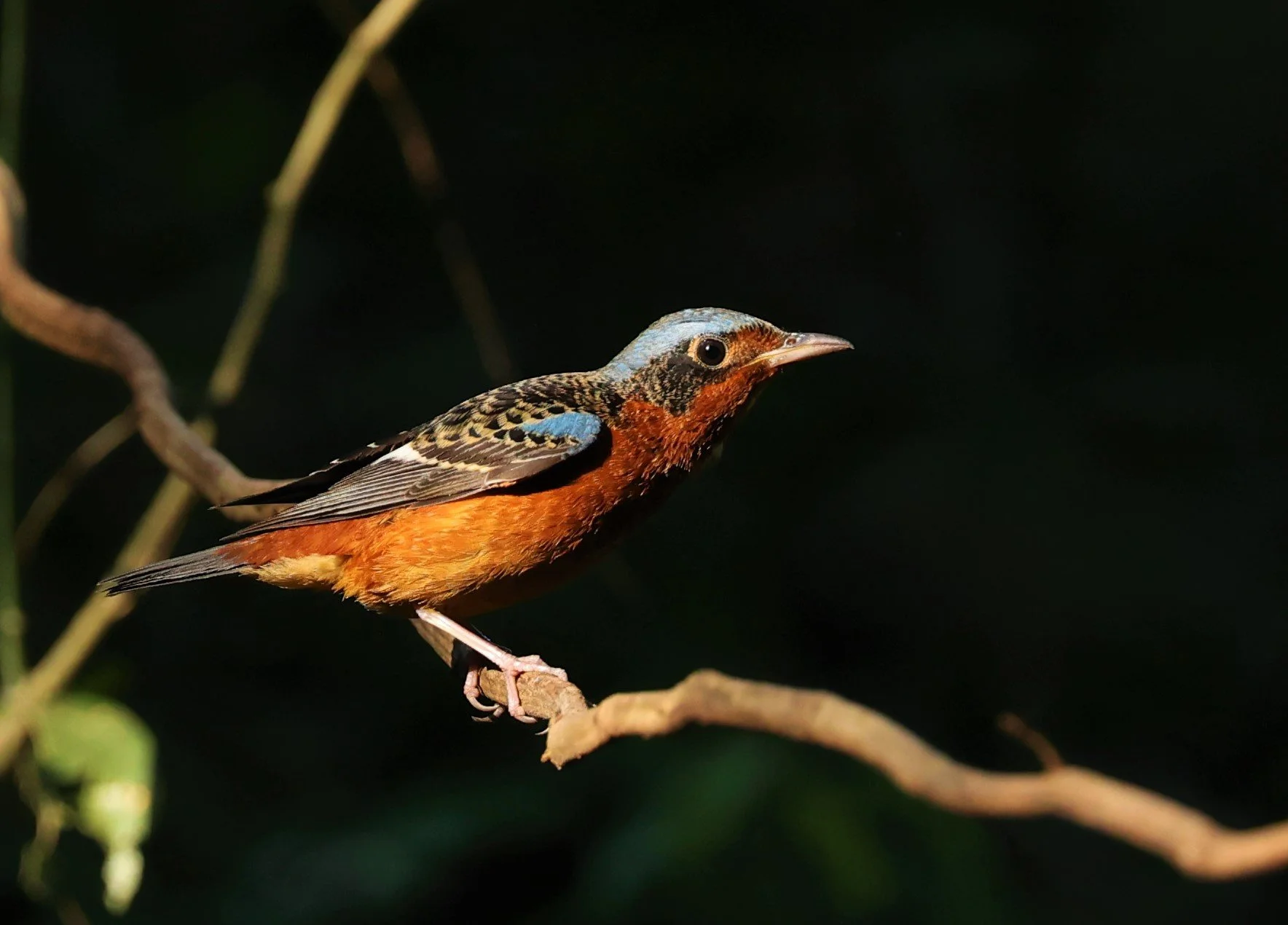 ROCK-THRUSH - WHITE-THROATED ROCK-THRUSH - Monticola gularis - WAT THAM PRATHUM CHONBURI JAN 30 2022 (35).jpg