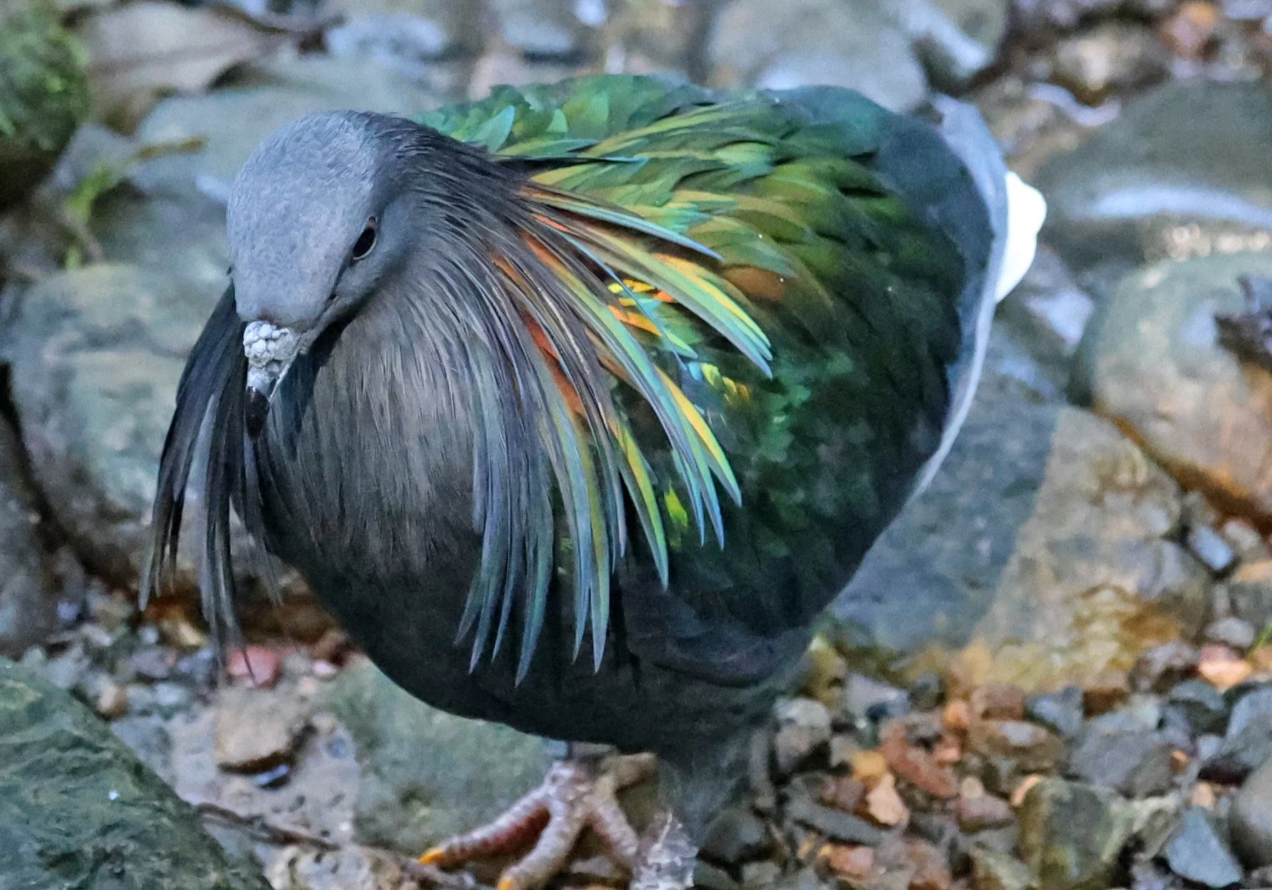 Nicobar Pigeon (Caloenas nicobarica) Lone Pine Wildlife Sanctuary Brisbane - Queensland (4).jpg