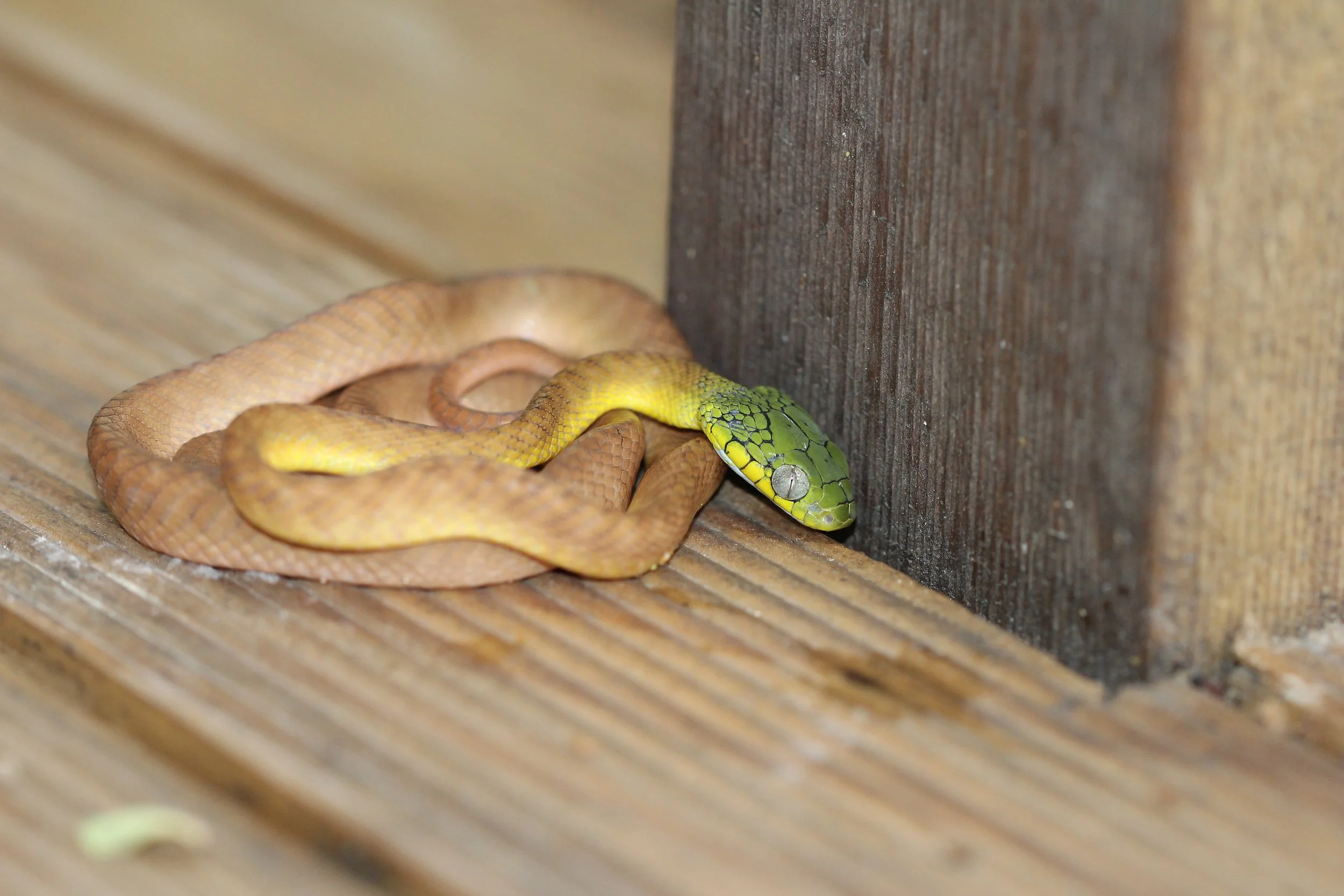 Boiga cyanea - GREEN CAT SNAKE - KOH LANTA THAILAND (96).JPG