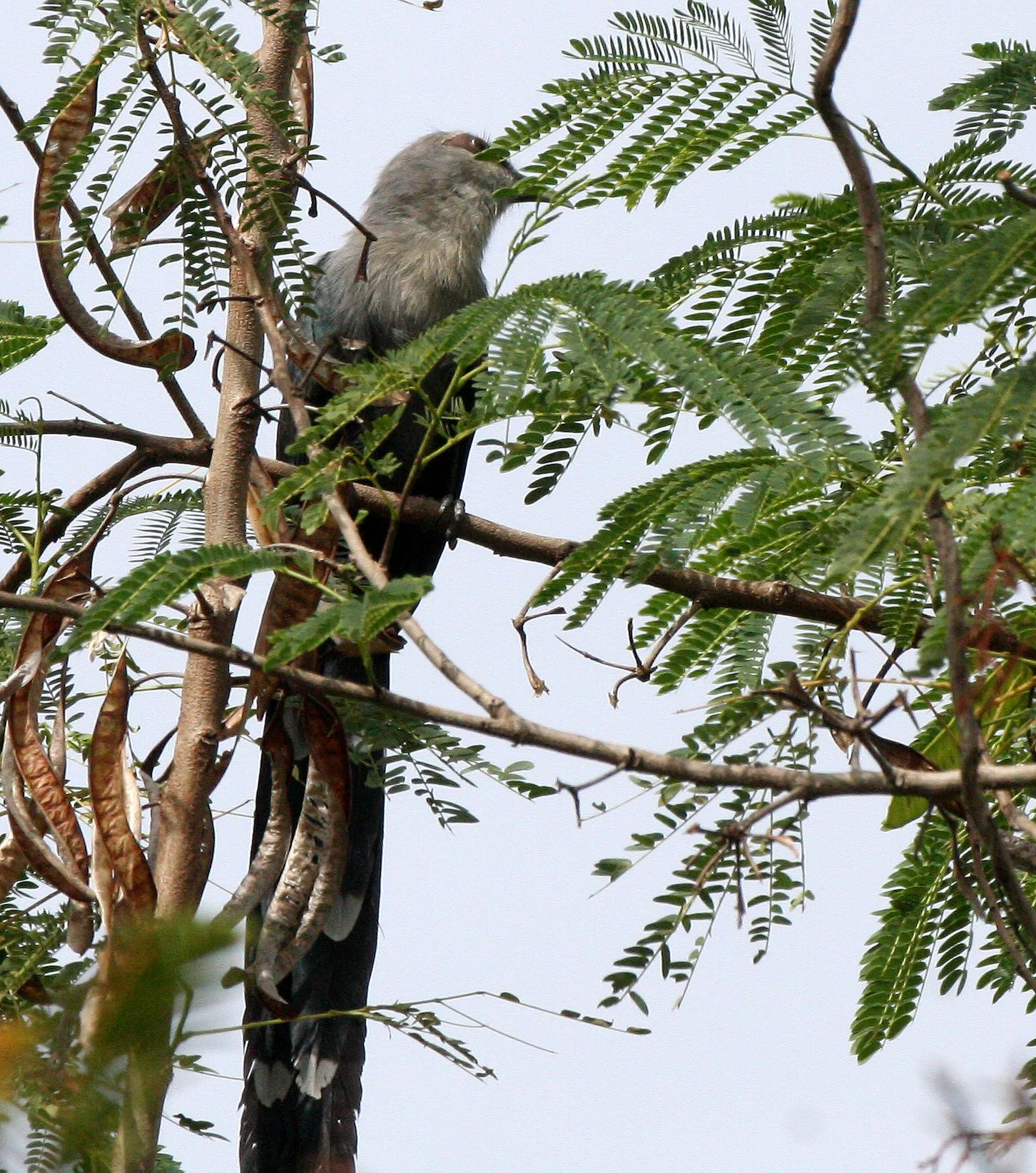 Green-billed Malkoha (Phaenicophaeus tristis) Kaeng Krachan NP Thailand (19).JPG