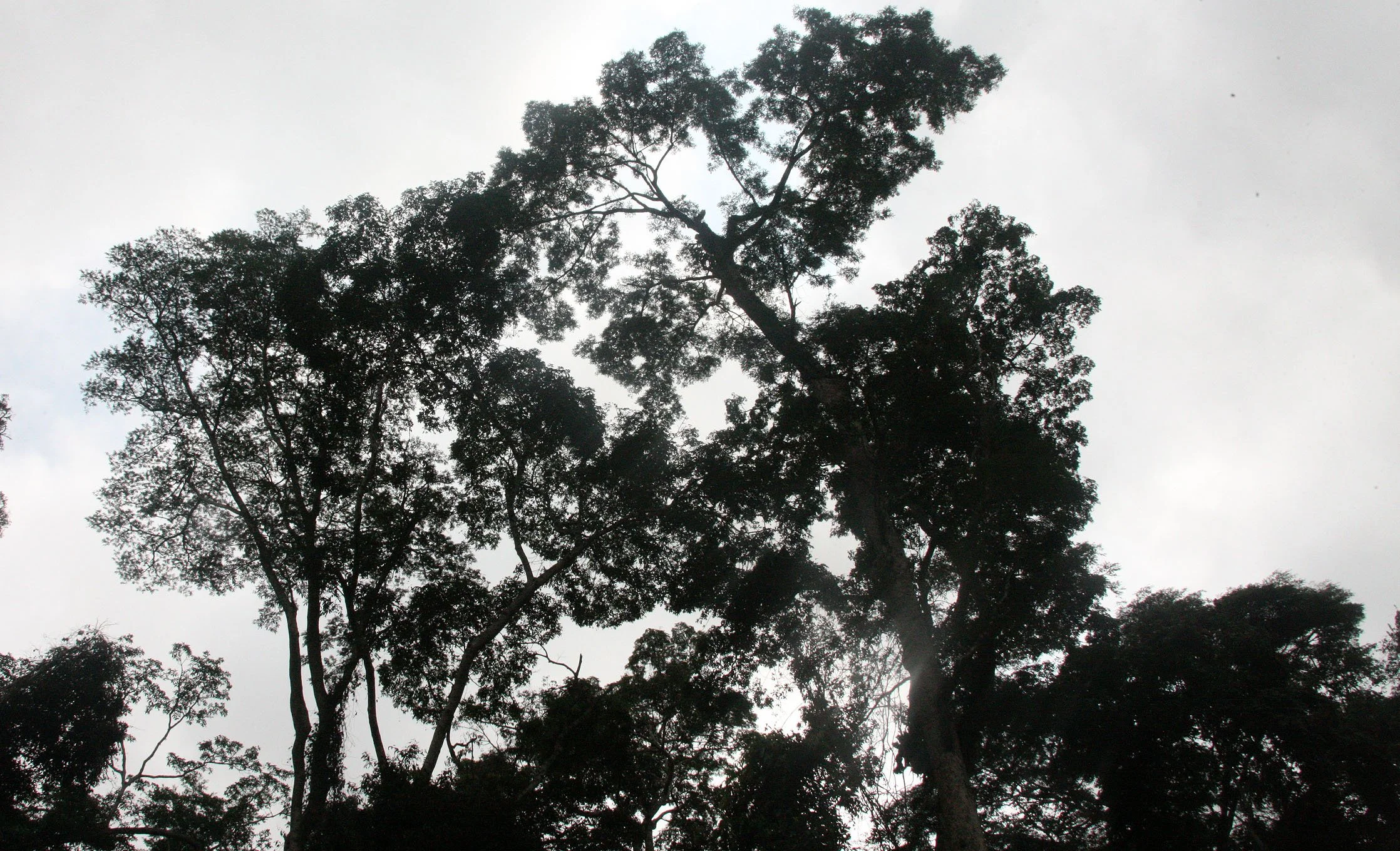 BODA - SOUTHERN AREAS -  CENTRAL AFRICAN REPUBLIC (2).JPG