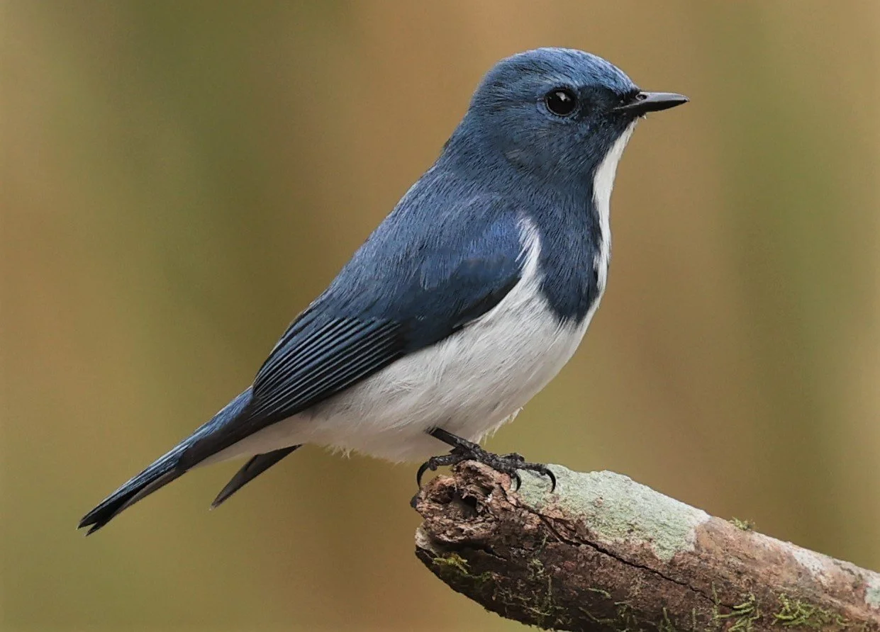 FLYCATCHER - ULTRAMARINE FLYCATCHER - Ficedula superciliaris - DOI LANG WEST, DOI PHA HOM POK NP, CHIANG MAI DEC 2021 (32).jpg