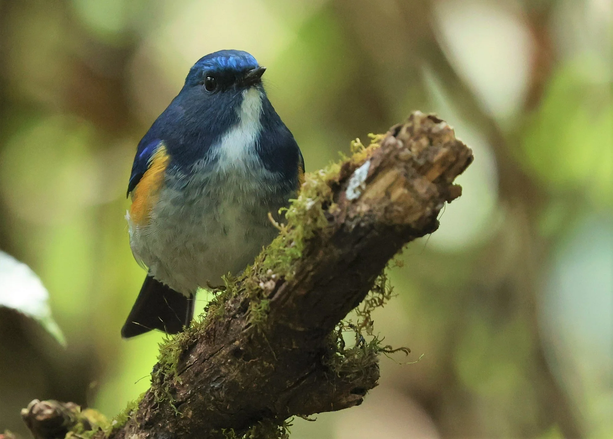 BLUETAIL - HIMALAYAN BLUETAIL - Tarsiger rufilatus - DOI PHA HOM POK NP DOI LANG EAST FEB 2022 (91).jpg