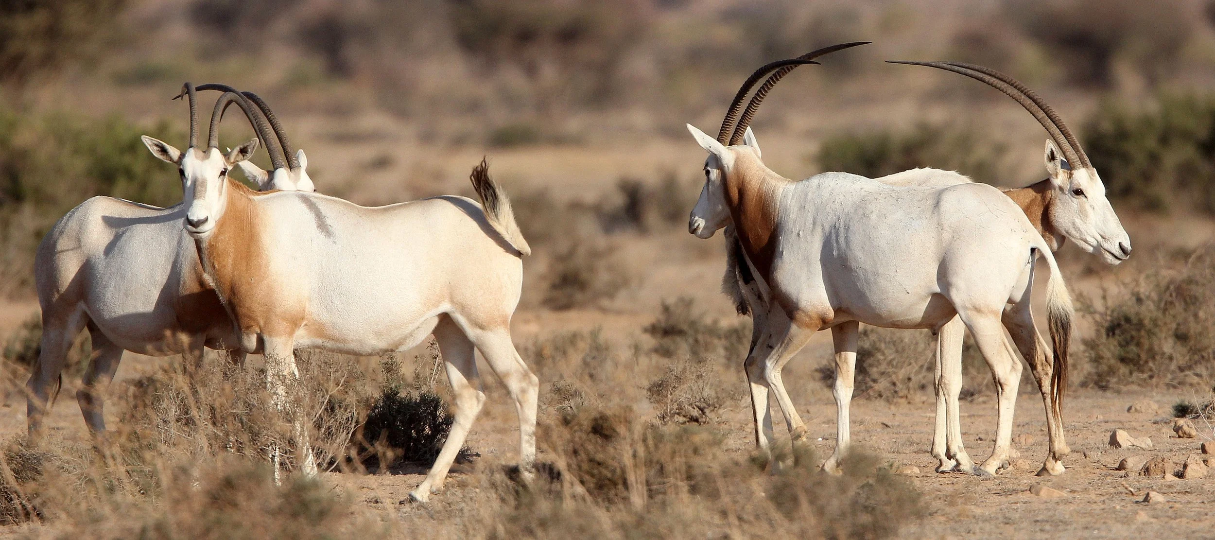 ORYX - SCIMMITAR-HORNED ORYX - Oryx dammah - BOUHEDMA NATIONAL PARK TUNISIA (94).JPG