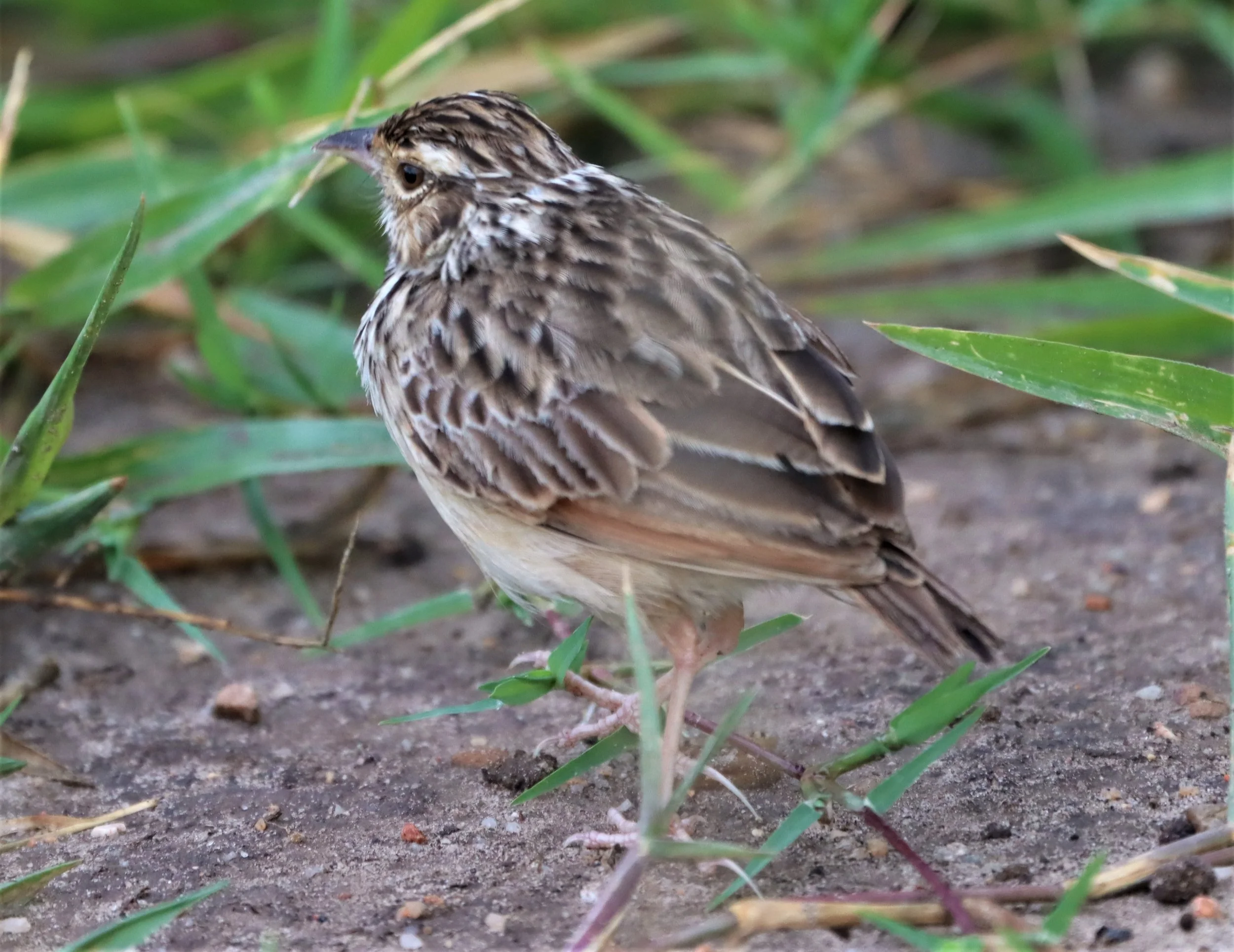 Indochinese Bushlark (Mirafra erythrocephala) Prachuap Kiri Khan Thailand (1).jpg