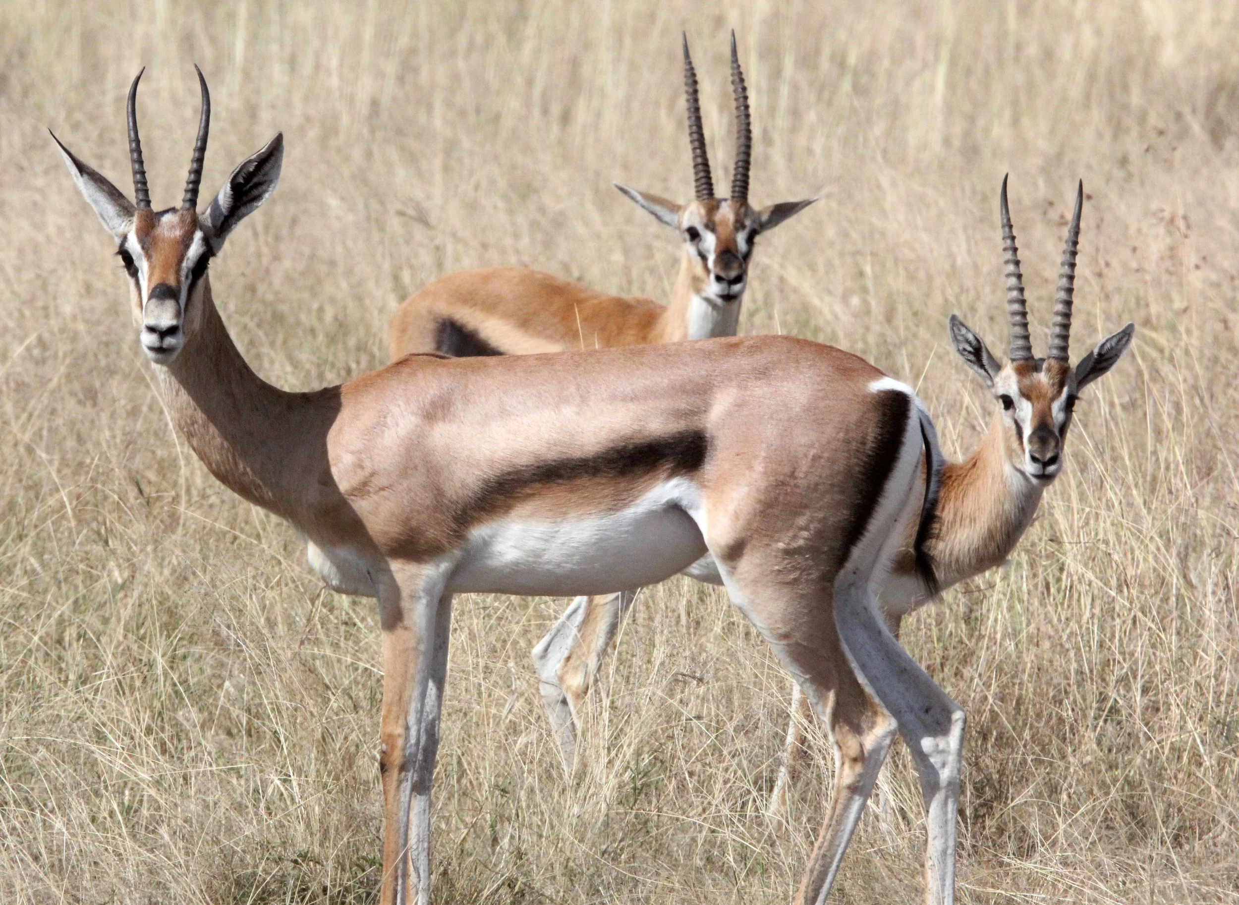 Robert's Gazelle - Nanger granti robertsi 