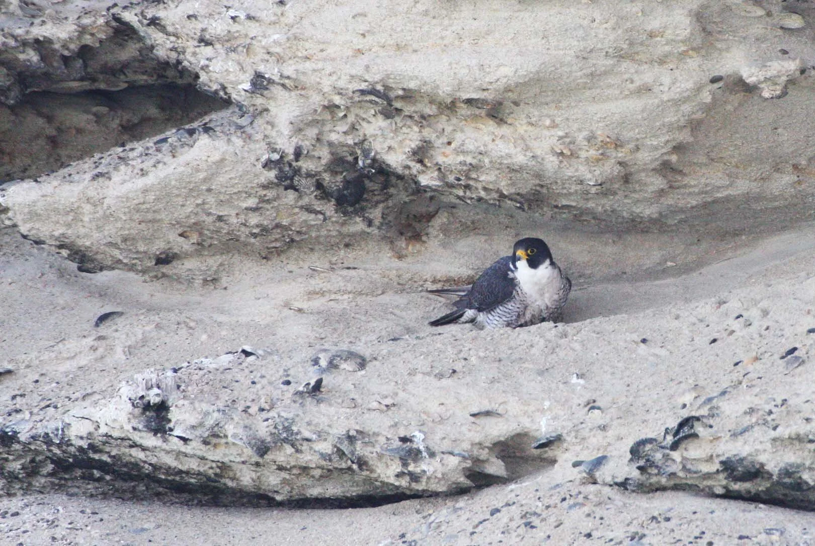 Falco peregrinus anatum - AMERICAN PEREGRINE FALCON - SAN IGNACIO LAGOON BAJA MEXICO (15).JPG