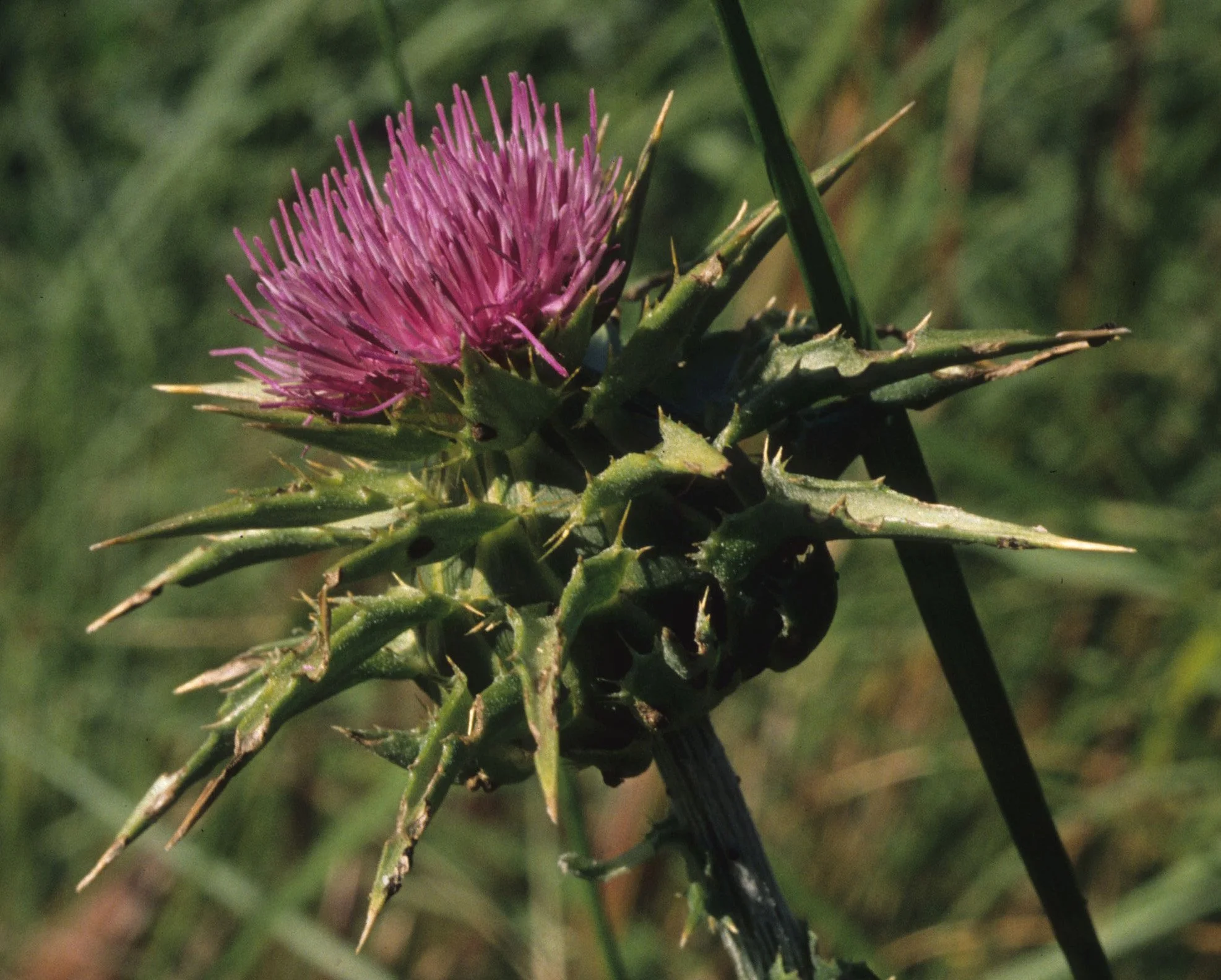 AMERICAN RIVER - SILYBUM MARIANUM - MILK THISTLE A.jpg