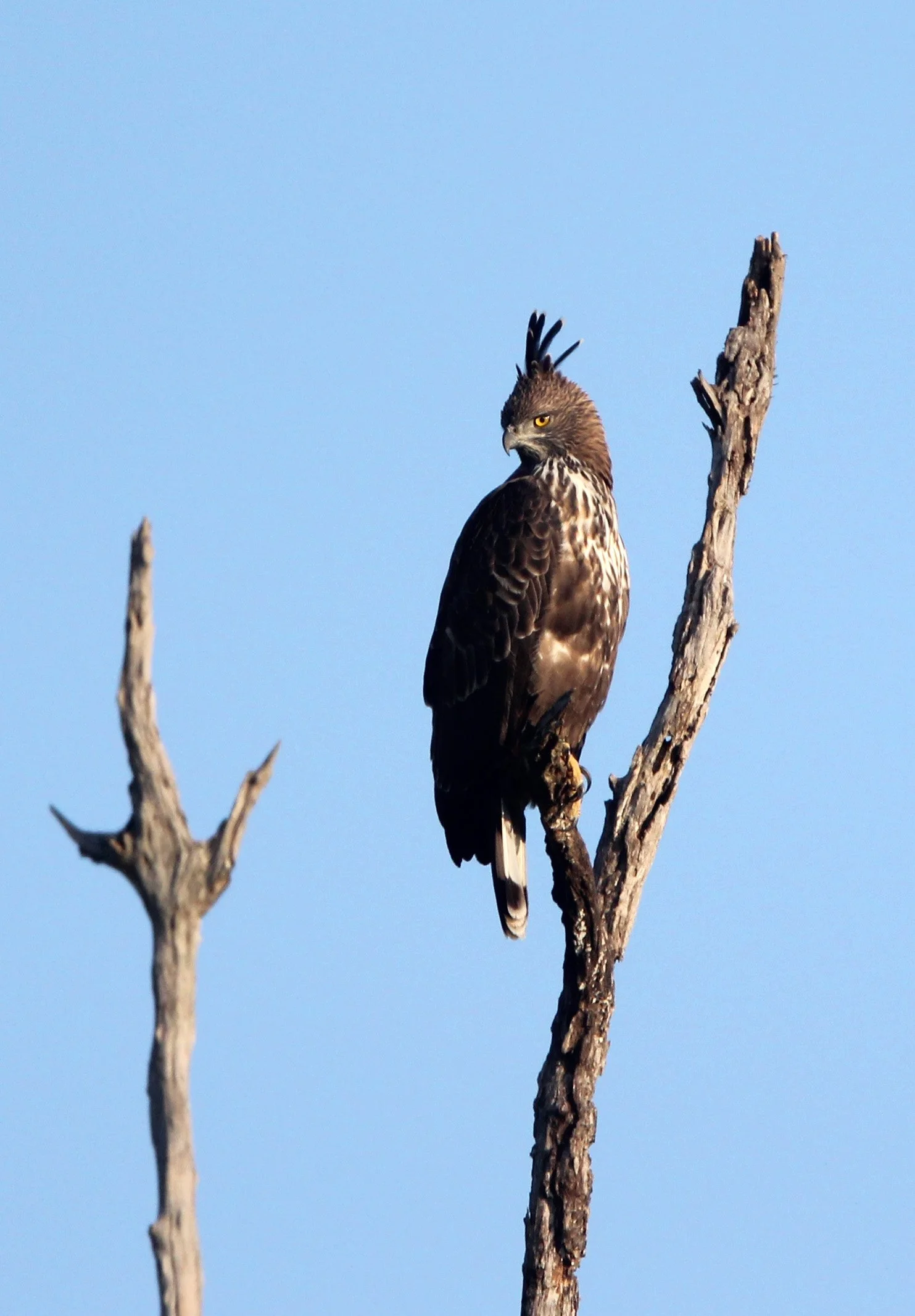 Nisaetus cirrhatus ceylanensis - SRI LANKAN CHANGEABLE HAWK EAGLE - UDAWALAWA NATIONAL PARK SRI LANKA (30).JPG