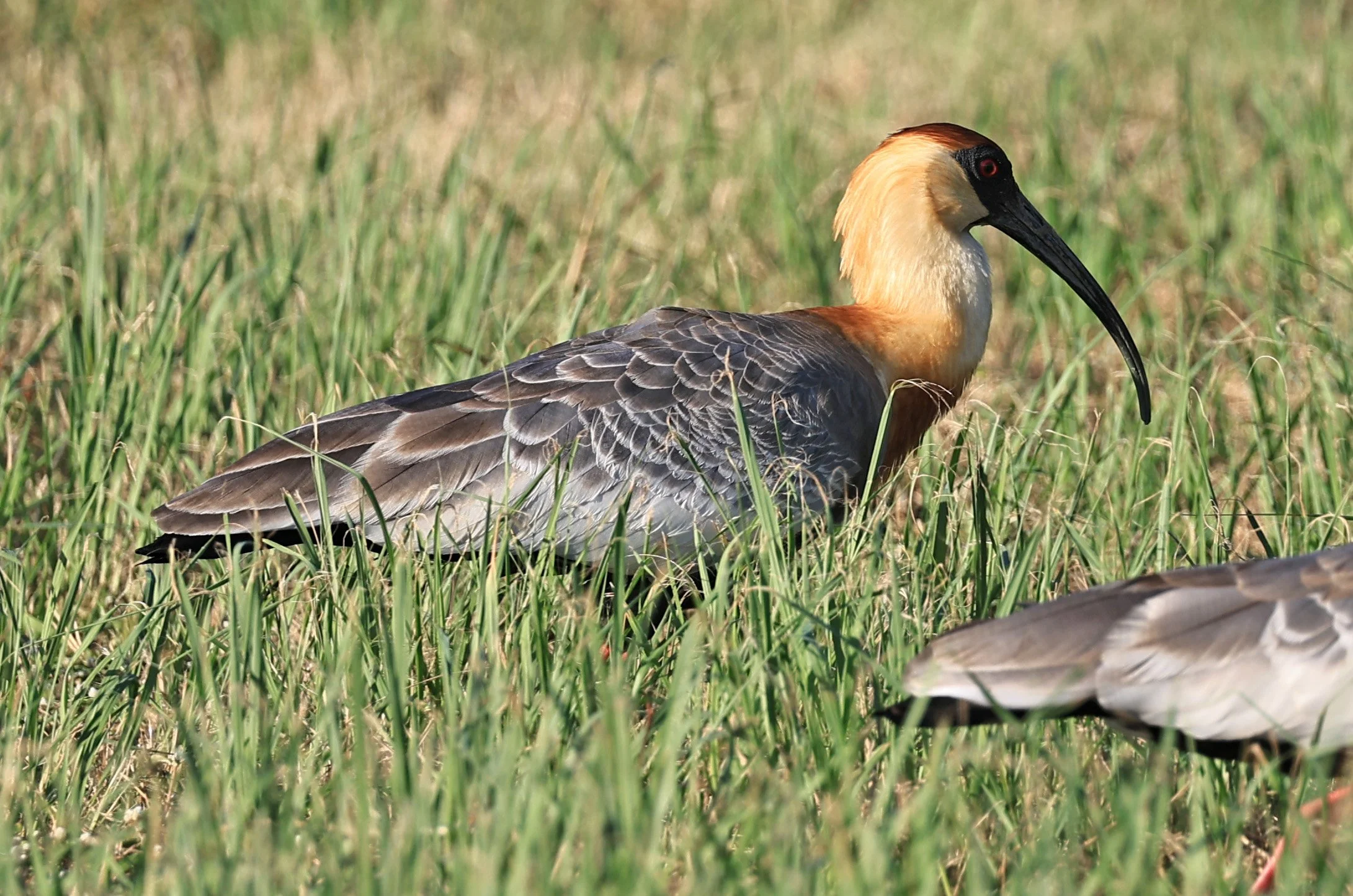 Buff-necked Ibis (Theristicus caudatus) Estancia Campo'i Paraguay (59).jpg