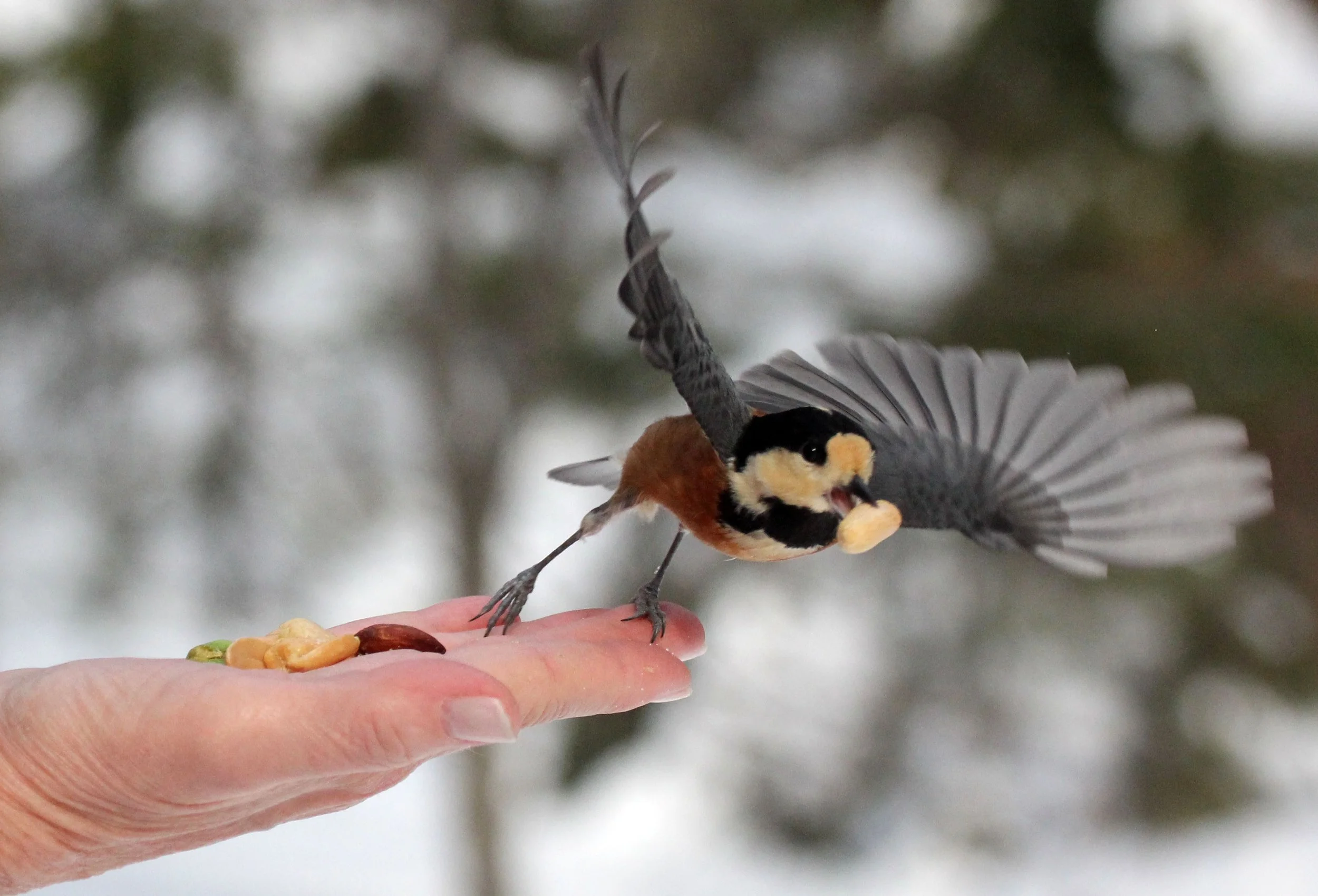 Varied Tit (Sittiparus varia) Kinohiroba Park, Abashiri Hokkaido, Japan (7).JPG