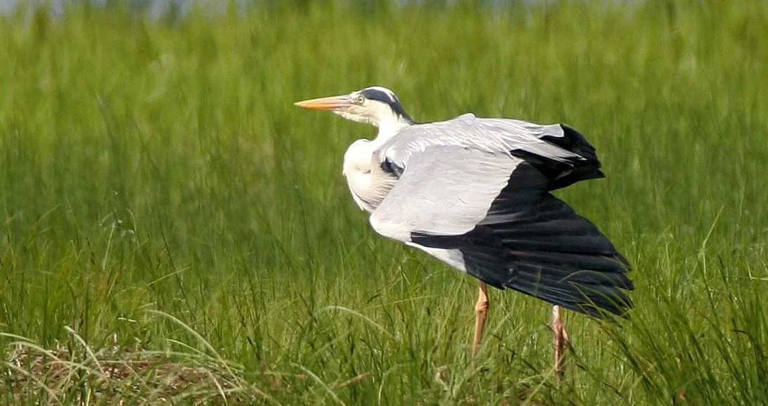 HERON - GREY HERON -  Ardea cinerea - EASTERN LAKE BAIKAL NEAR THE ULAN UDE FERRY STOP (28).jpg