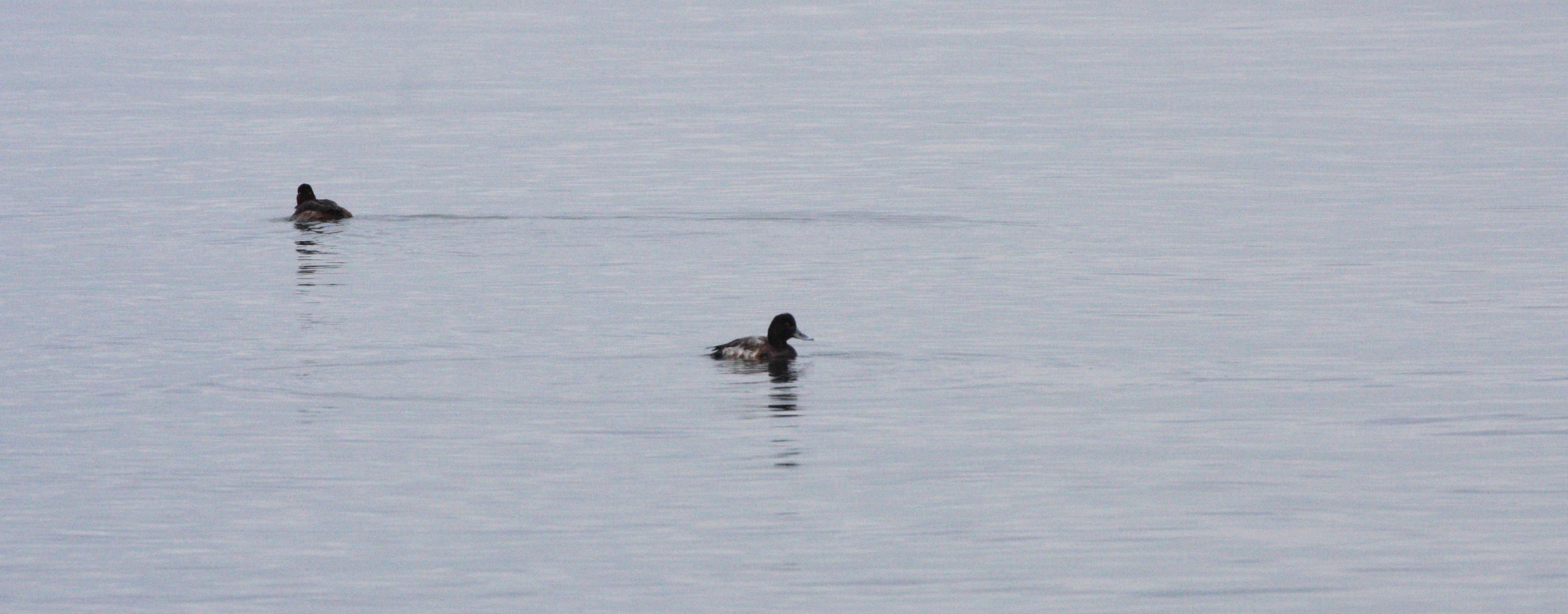 BIRD - SCAUP - GREATER SCAUP - CLINE SPIT WA (8).JPG