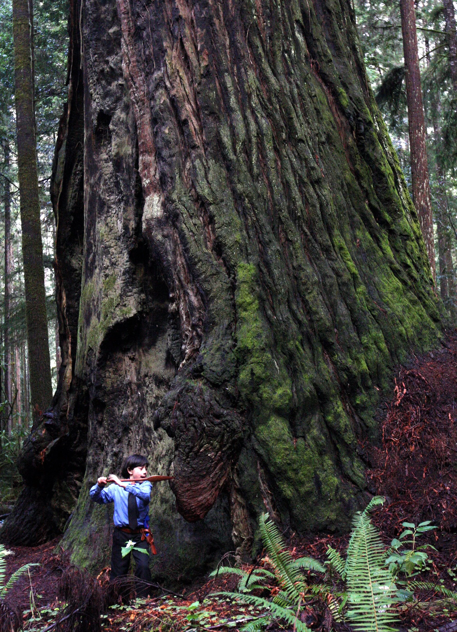 2010-3-26 HANGING IN THE REDWOODS - ROADTRIP 2010.JPG