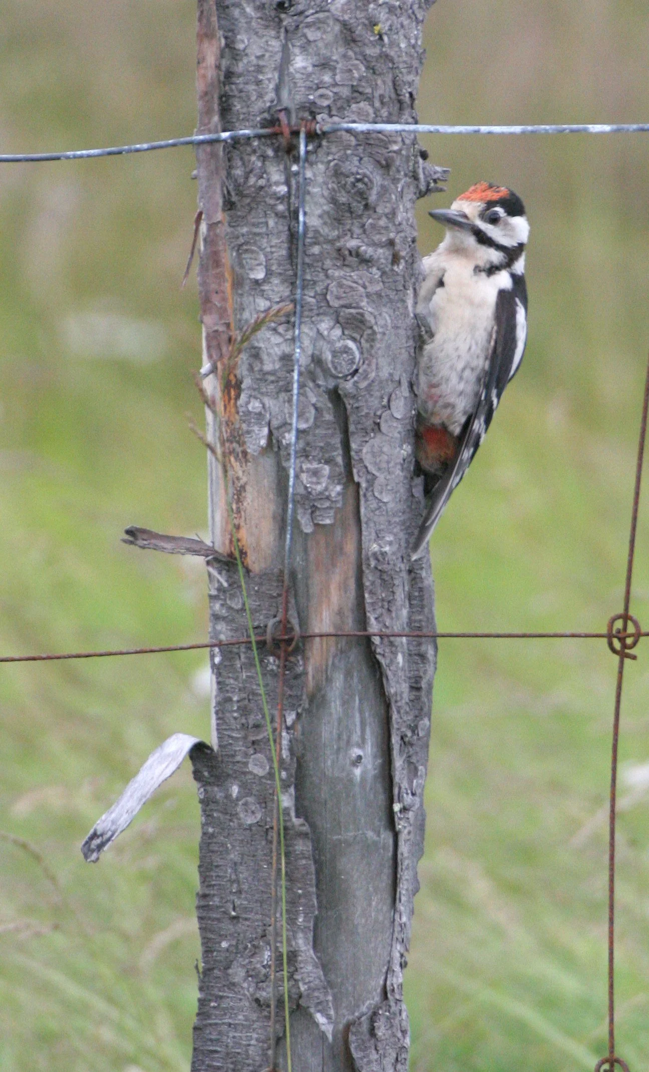 BIRD - WOODPECKER - GREAT SPOTTED - HORNOYA NORWAY (13).jpg