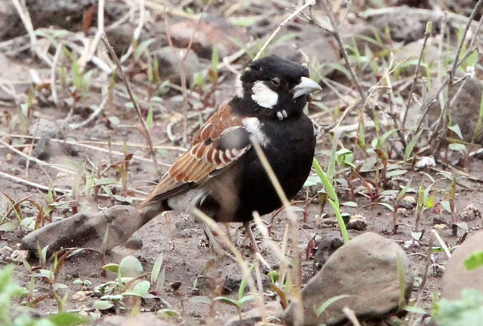 Chestnut-backed Sparrow-Lark (Eremopterix leucotis) Ali Dege Plains Ethiopia (1).JPG
