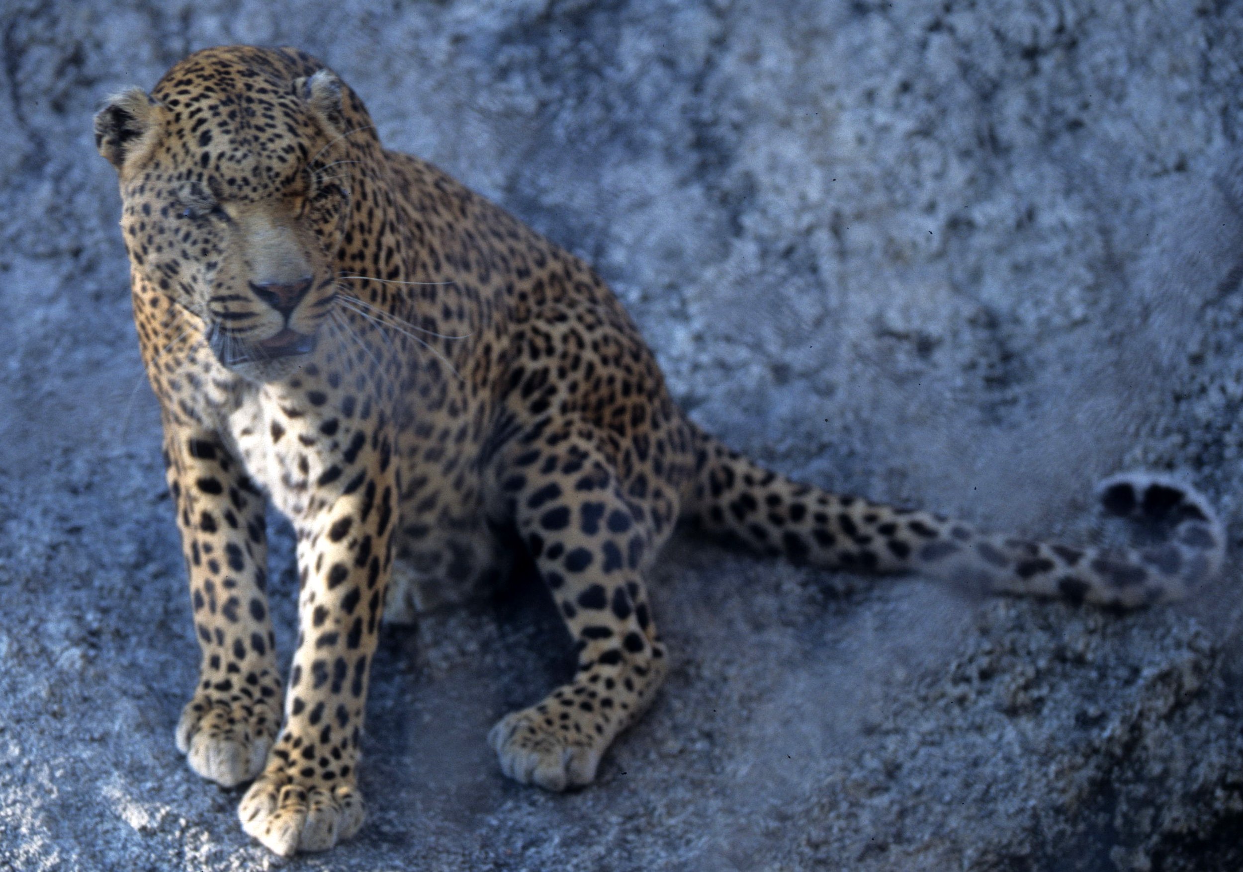 FELID - LEOPARD - ZIMBABWE (8).jpg