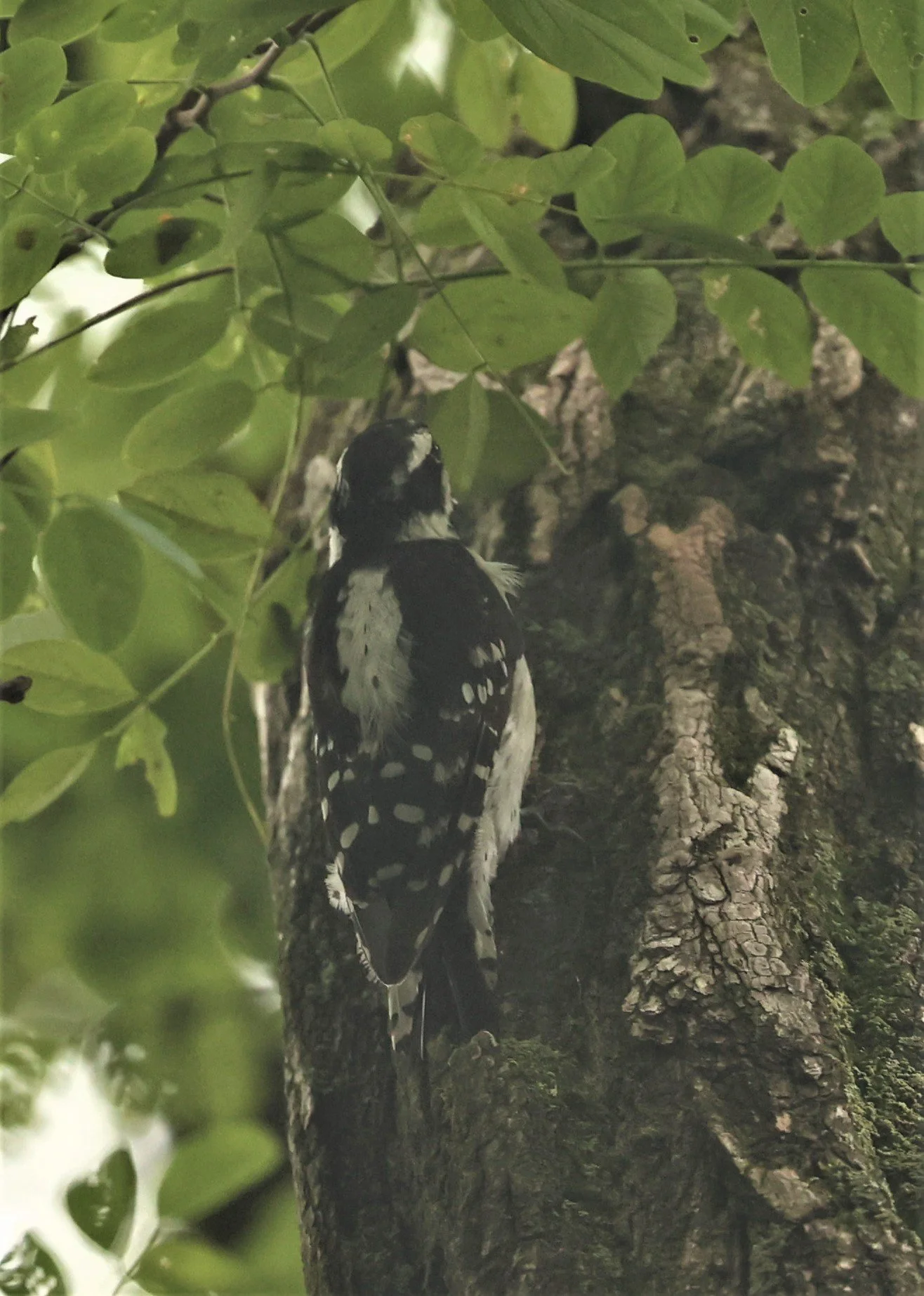 Dryobates pubescens - DOWNY WOODPECKER - LINCOLN MARSH WHEATON ILLINOIS 2022  (1).jpg