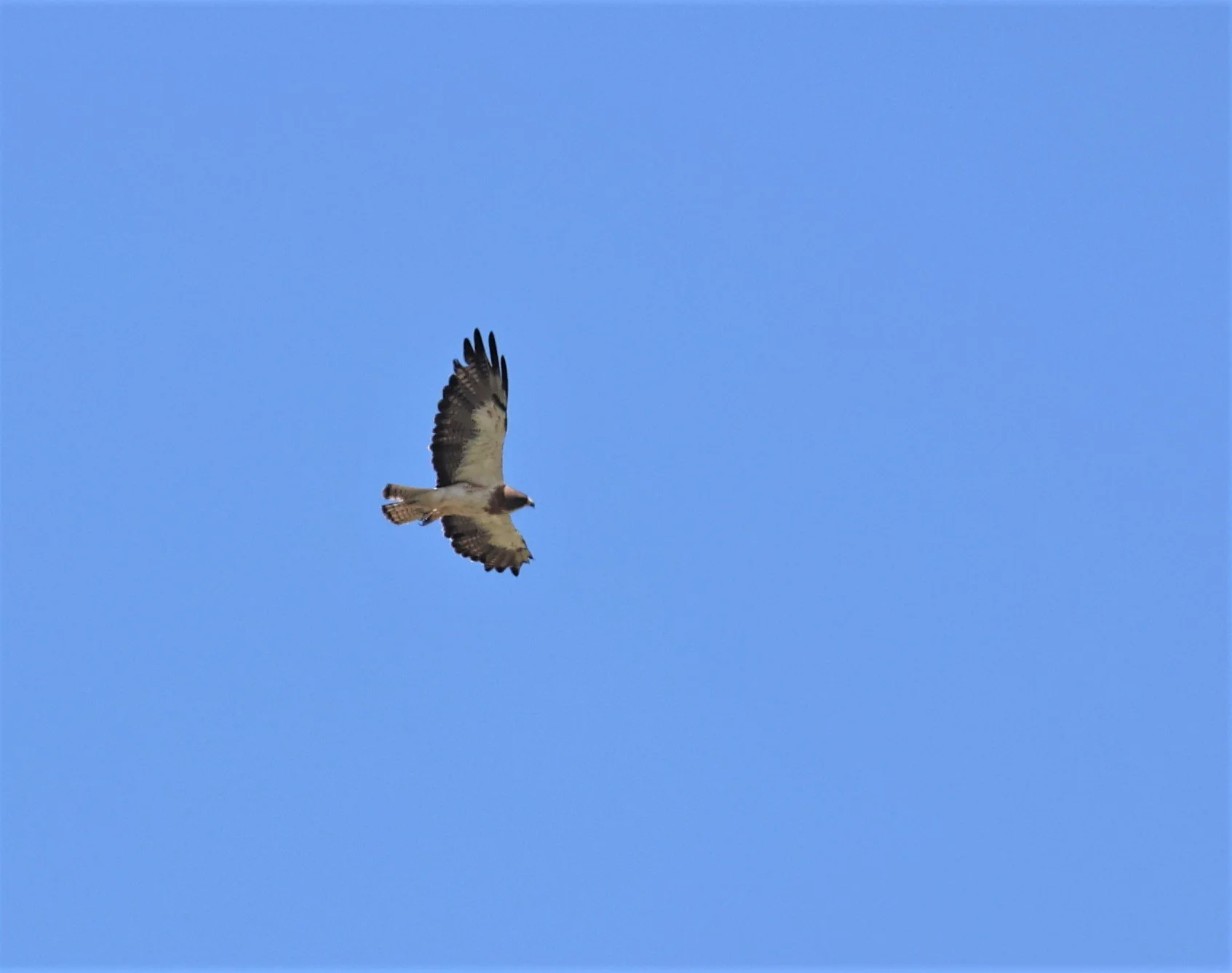 Buteo swainsoni - SWAINSON'S HAWK - RTE 9 NEAR ANIMAS NEW MEXICO (2).jpg