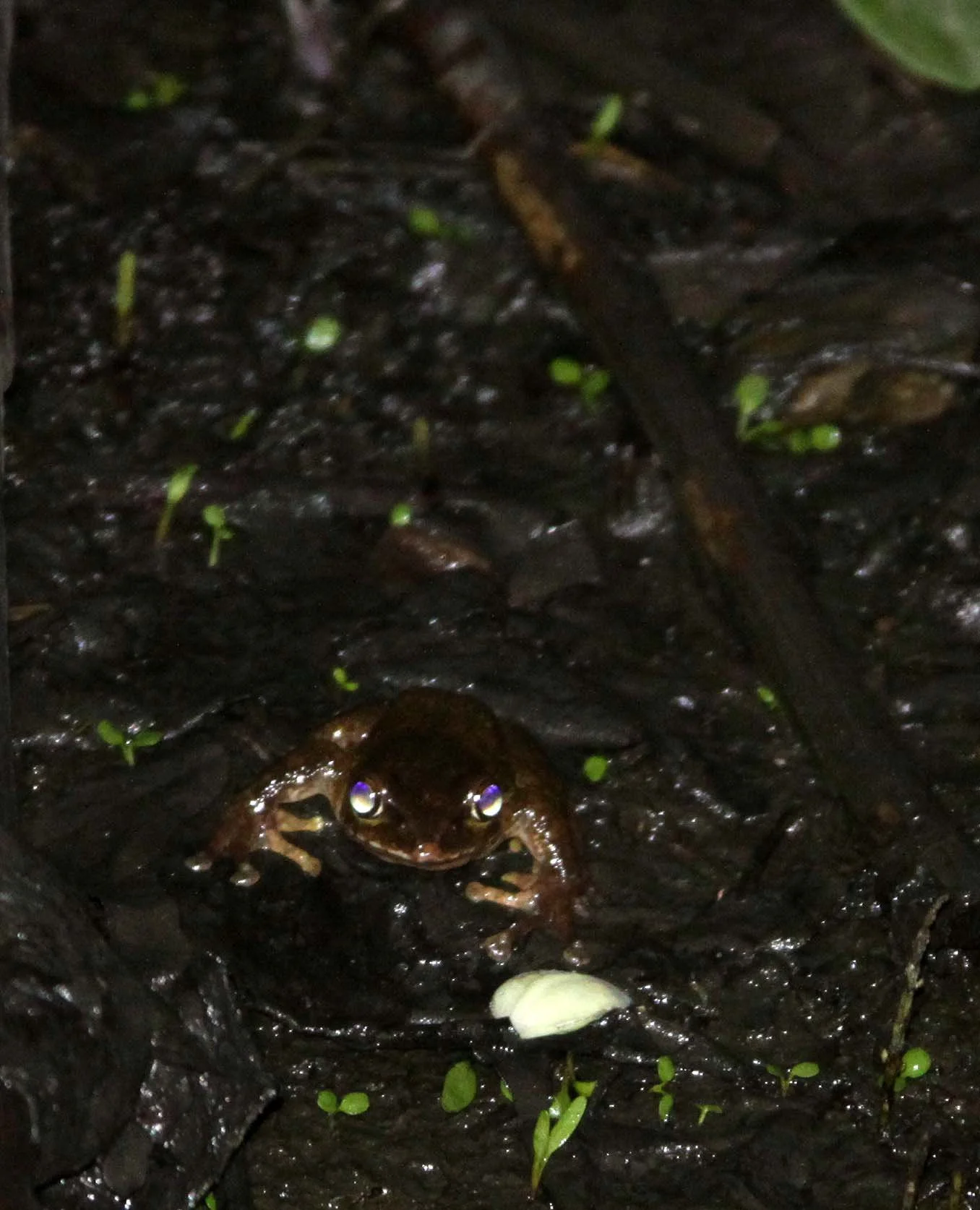 AMPHIBIAN - FROG SPECIES - WAWU SHAN MOUNTAIN GEOPARK - SICHUAN CHINA - CHINA ALIVE 2011 (65).JPG
