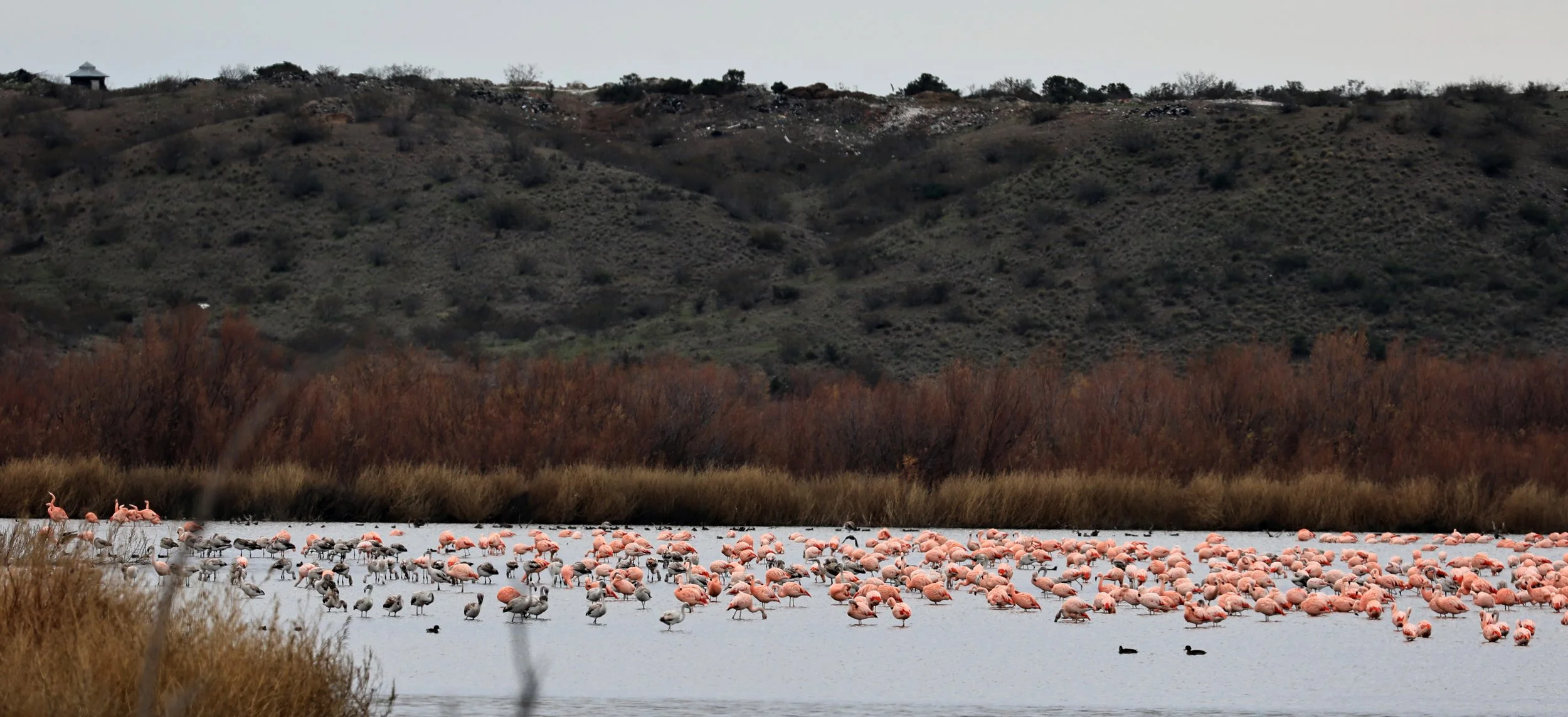 Chilean Flamingo (Phoenicopterus chilensis) Lagunas del Ornitólogo, Trelew Argentina (74).jpg