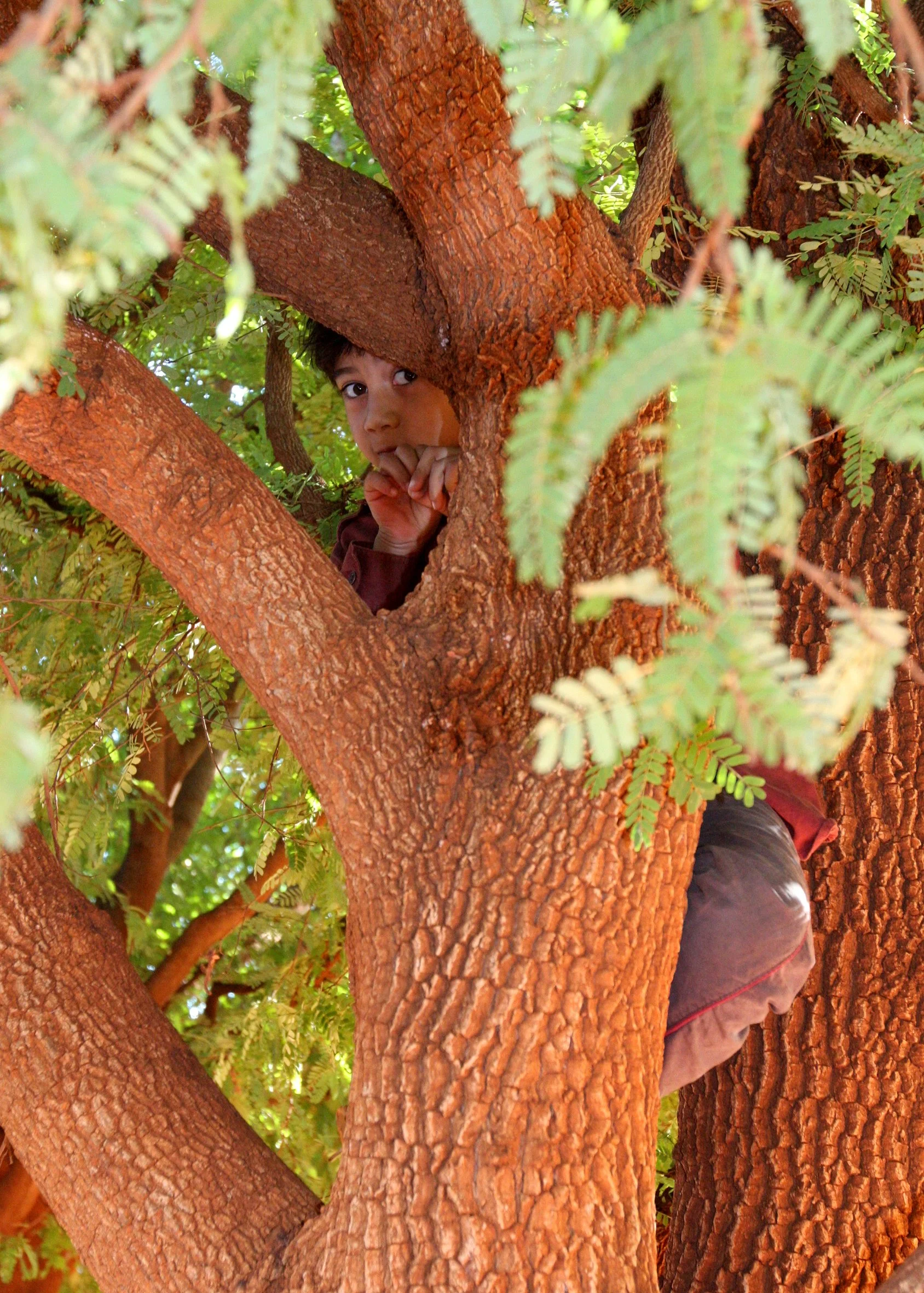 BERENTY RESERVE MADAGASCAR - COKIE CLIMBING THE TAMARIND.JPG
