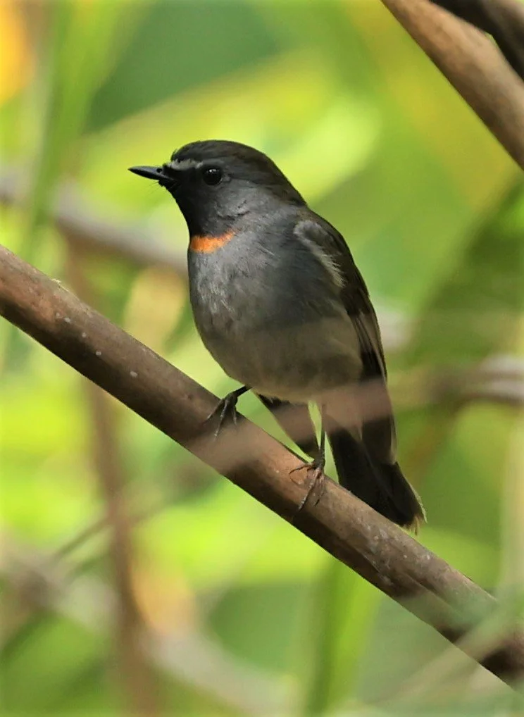 FLYCATCHER - RUFOUS-GORGETED FLYCATCHER - Ficedula strophiata - DOI SAN JU (DOI LANG WEST) FEB 2022 (31).jpg