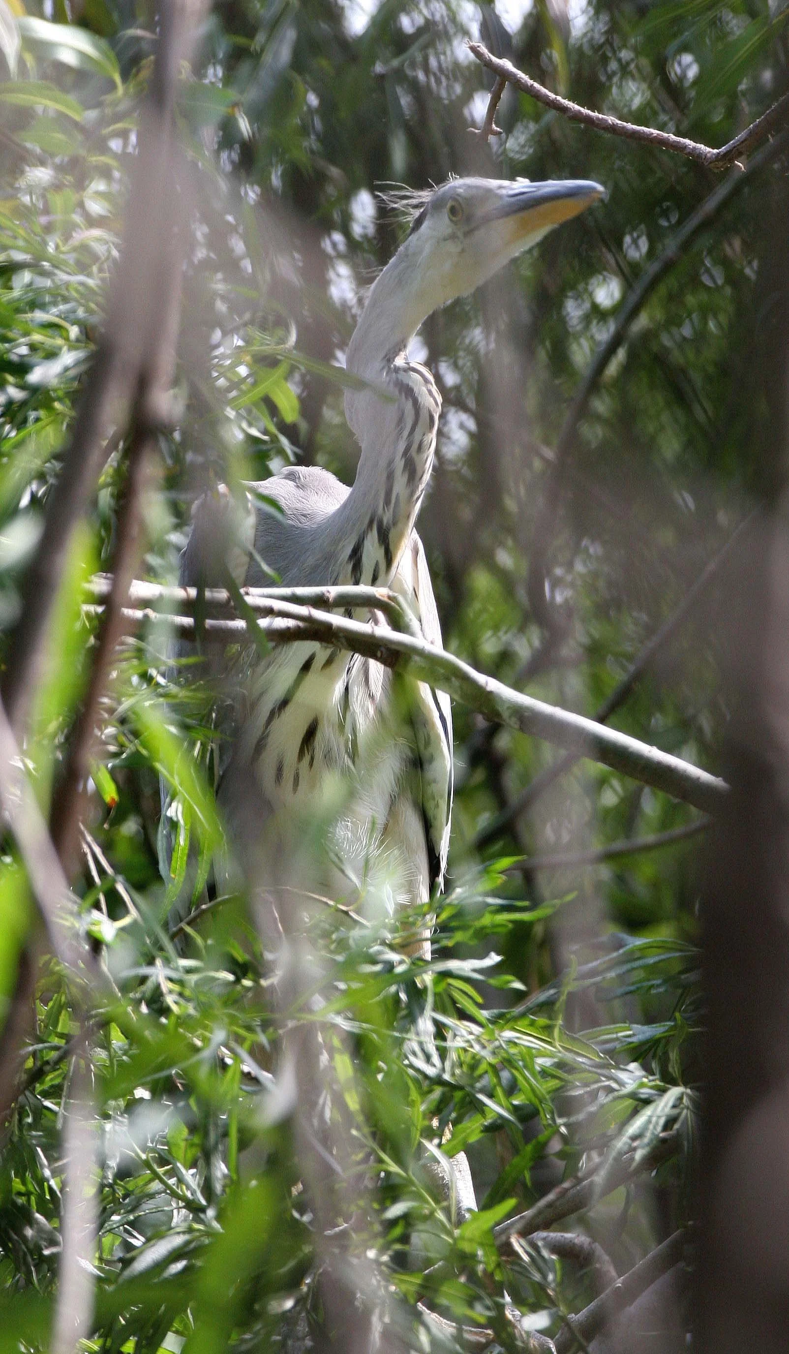 HERON - GREY HERON -  Ardea cinerea - ROOKERY IN SELENGA DELTA - LAKE BAIKAL RUSSIA (29).jpg