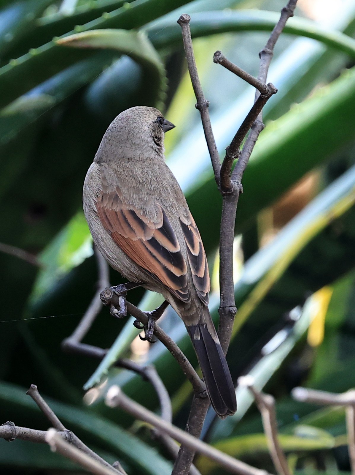 Grayish Baywing (Agelaioides badius) Hotel Campestre Iparoma Paraguay  (2).jpg