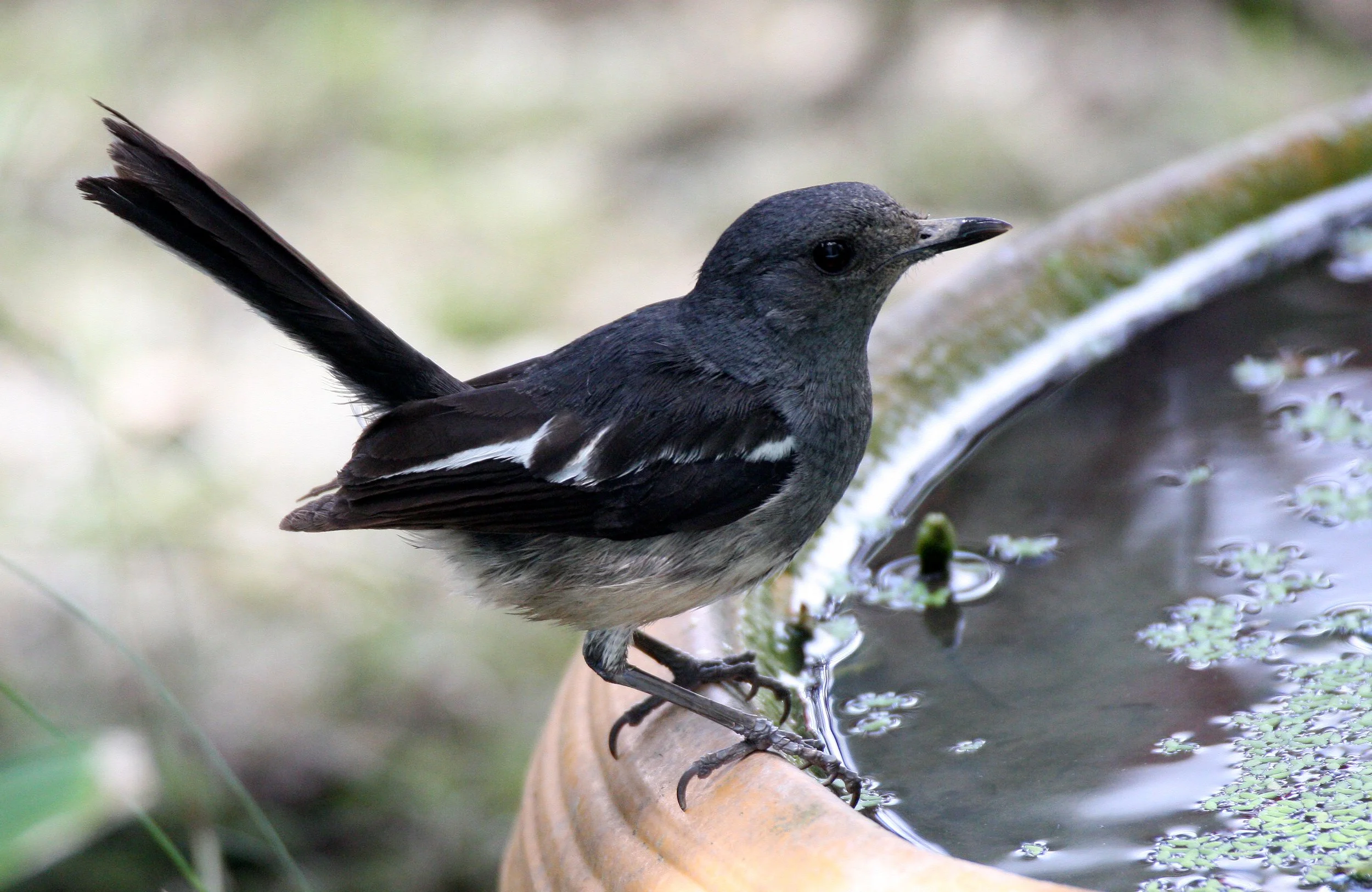 ROBIN - ORIENTAL MAGPIE ROBIN - Copsychus saularis - COPSYCHUS SAULARIS - NST THAILAND (2).JPG